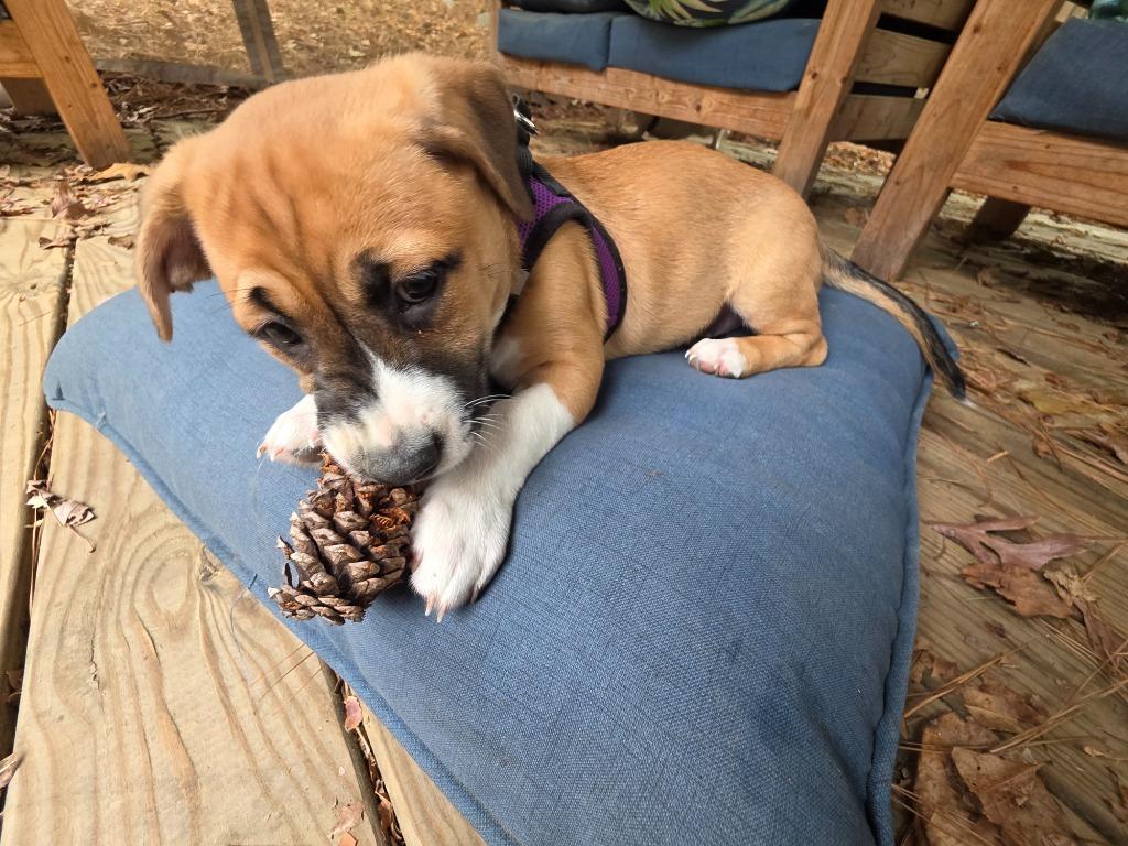 Enlarge Snickerdoodle, a Adoptable mixed breed in Raleigh, NC image 2/5