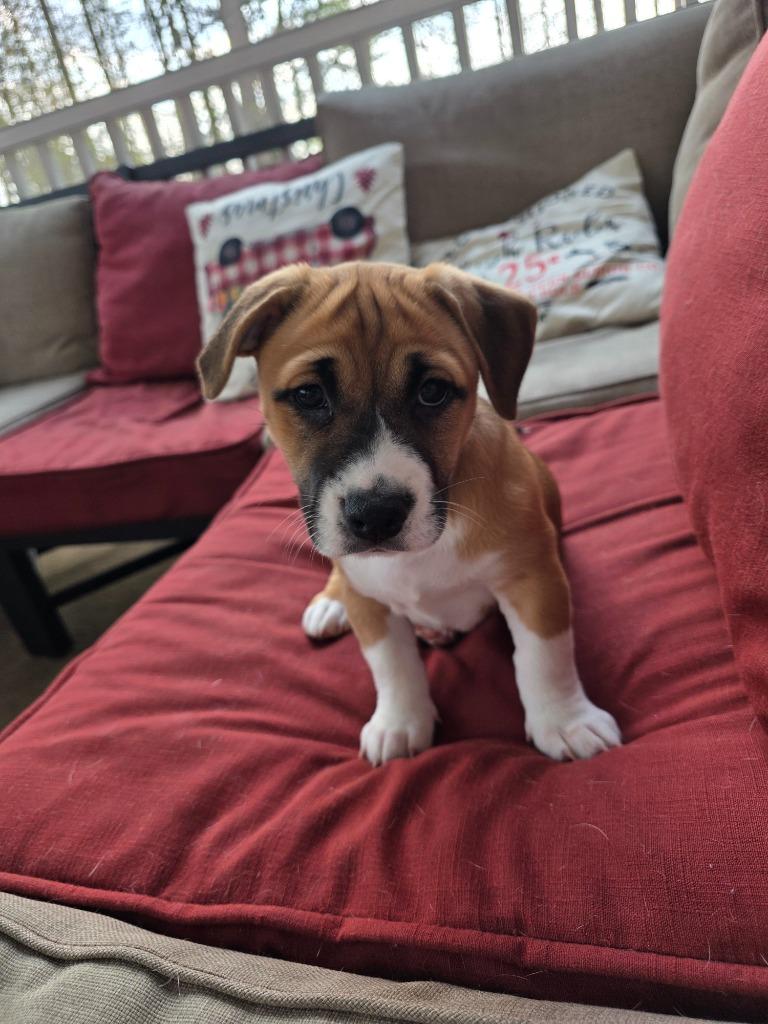 Enlarge Snickerdoodle, a Adoptable mixed breed in Raleigh, NC image 3/5