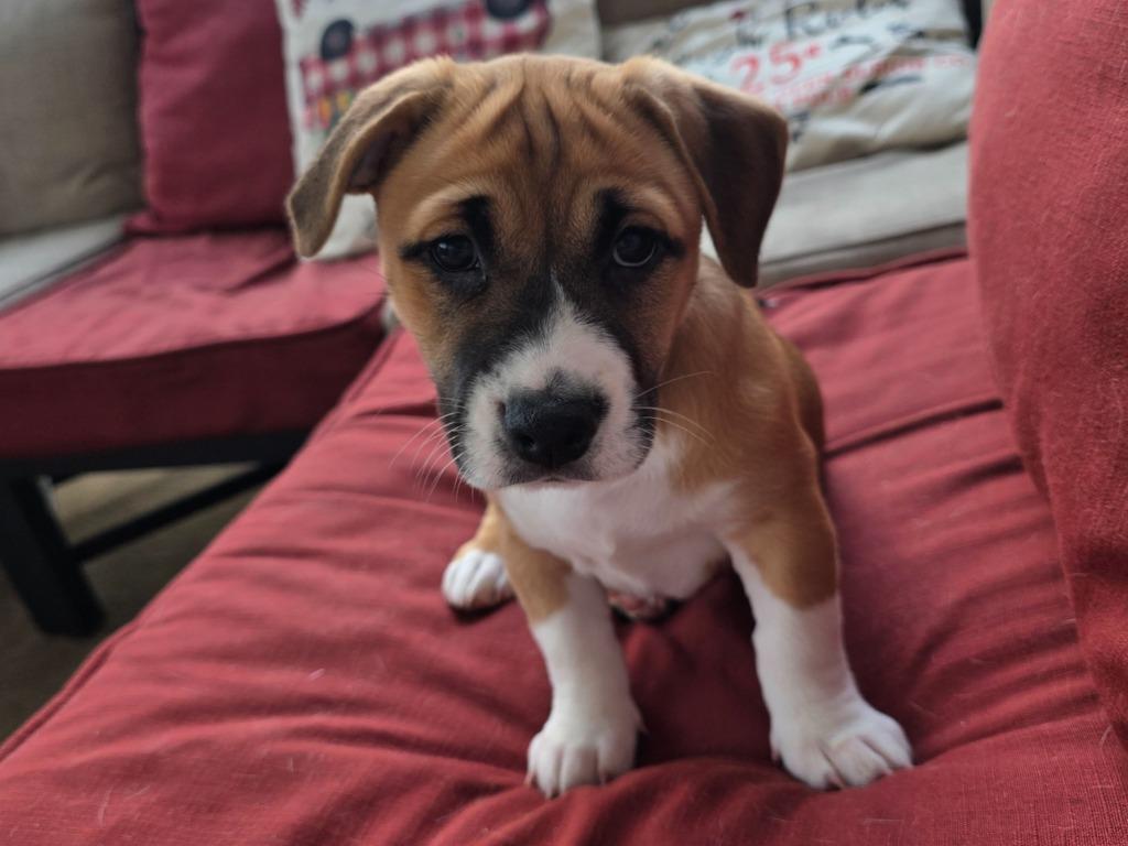 Enlarge Snickerdoodle, a Adoptable mixed breed in Raleigh, NC image 4/5