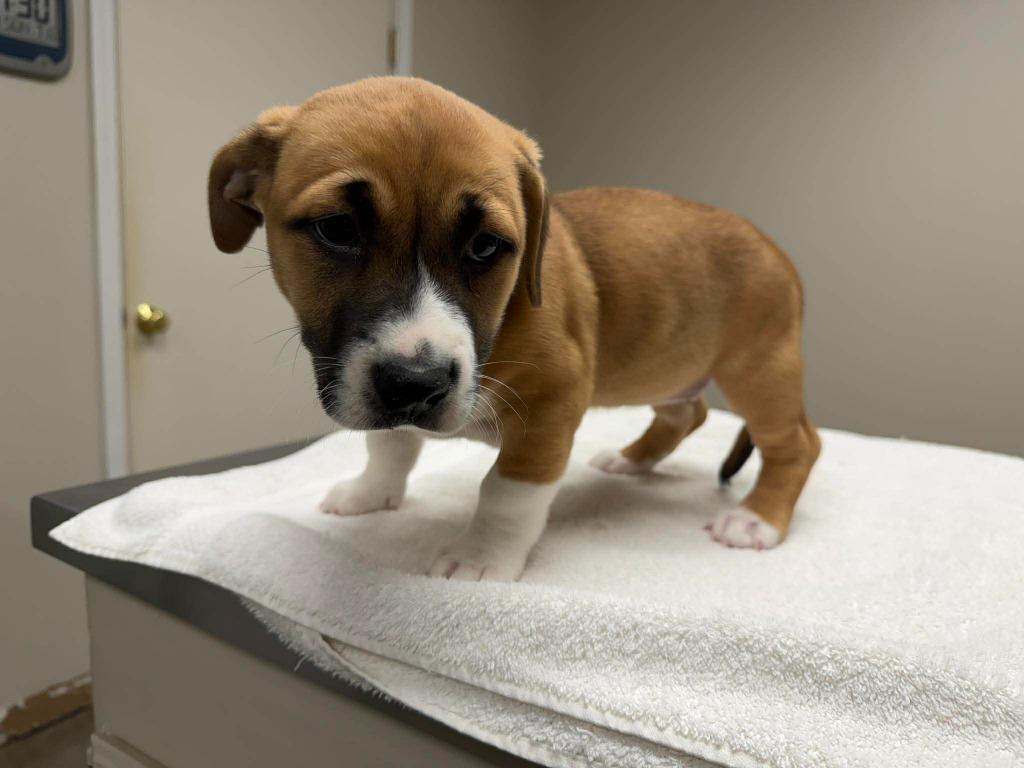 Enlarge Snickerdoodle, a Adoptable mixed breed in Raleigh, NC image 5/5