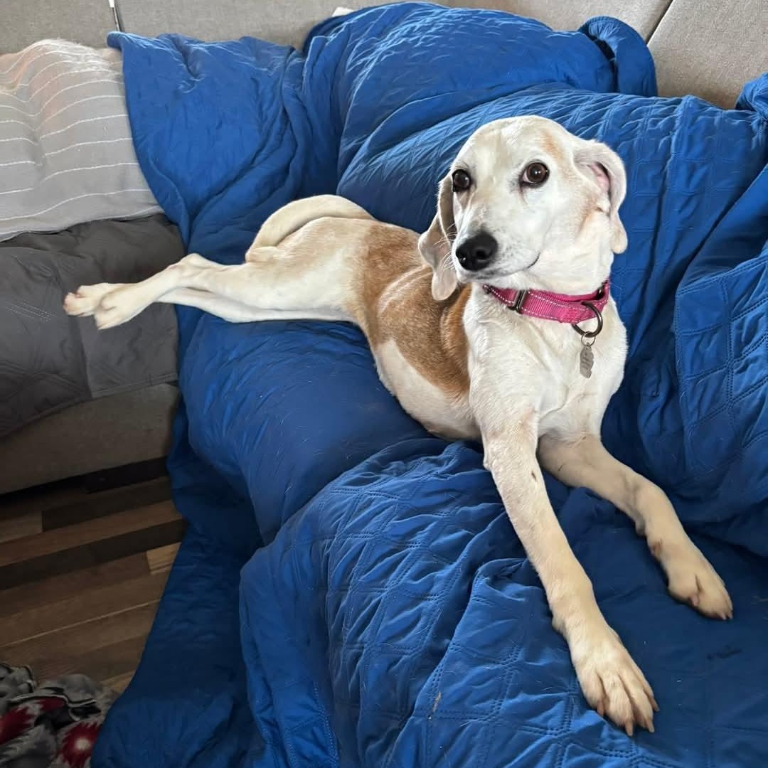 Opal, Senior Female American Foxhound