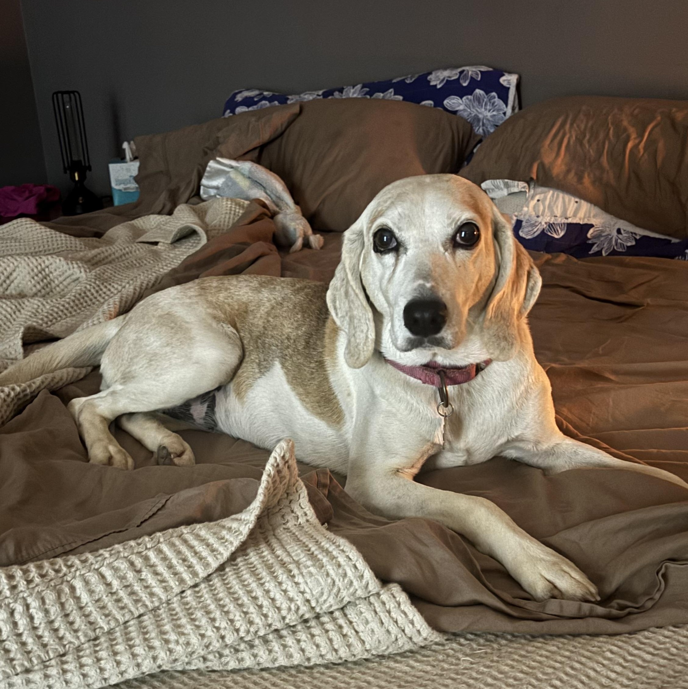 Opal, Adoptable, Senior Female American Foxhound.