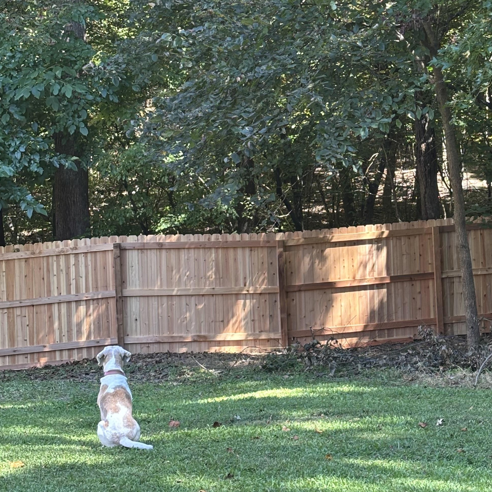 Enlarge Opal, a Adoptable mixed breed in Greensboro, NC image 5/6