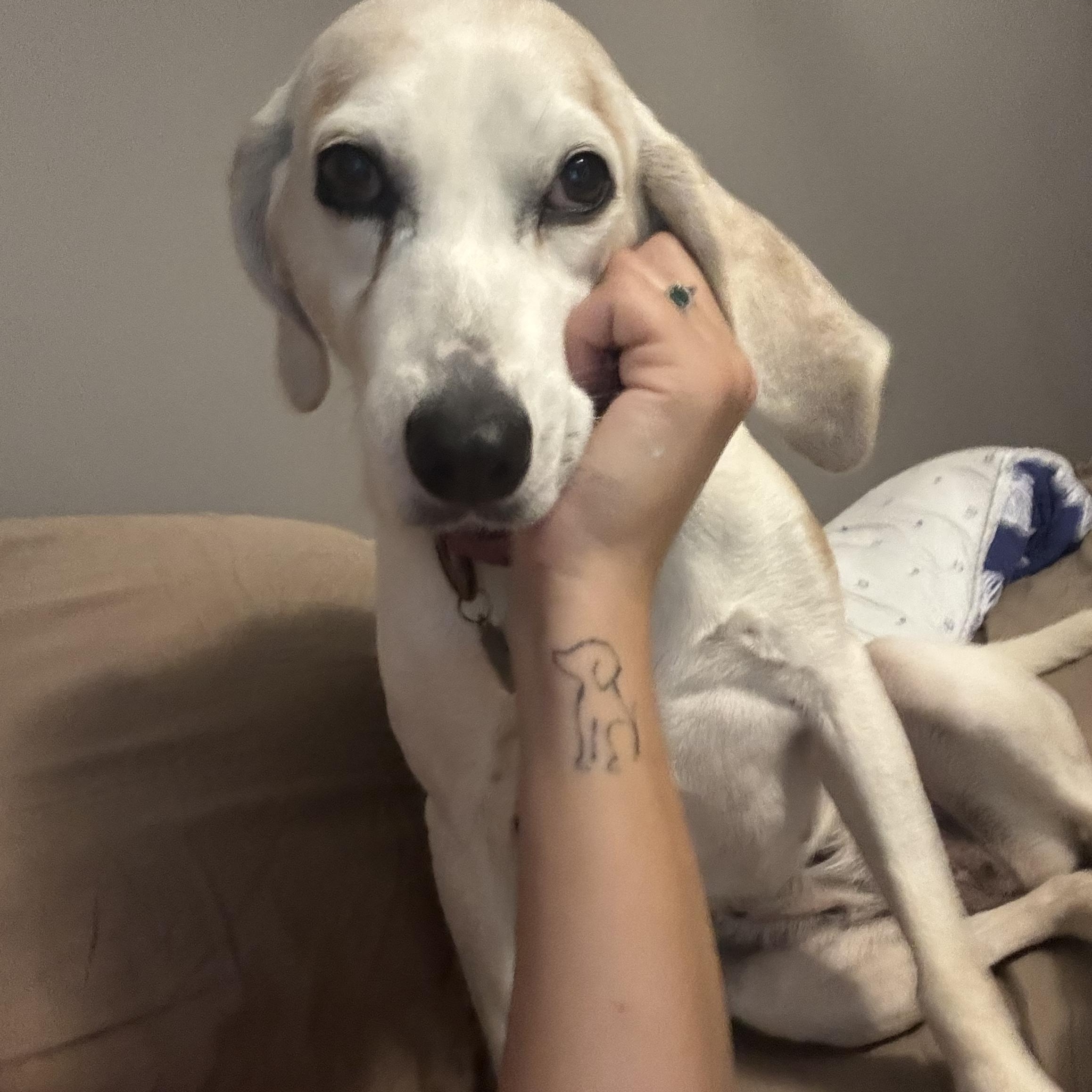 Enlarge Opal, a Adoptable mixed breed in Greensboro, NC image 6/6