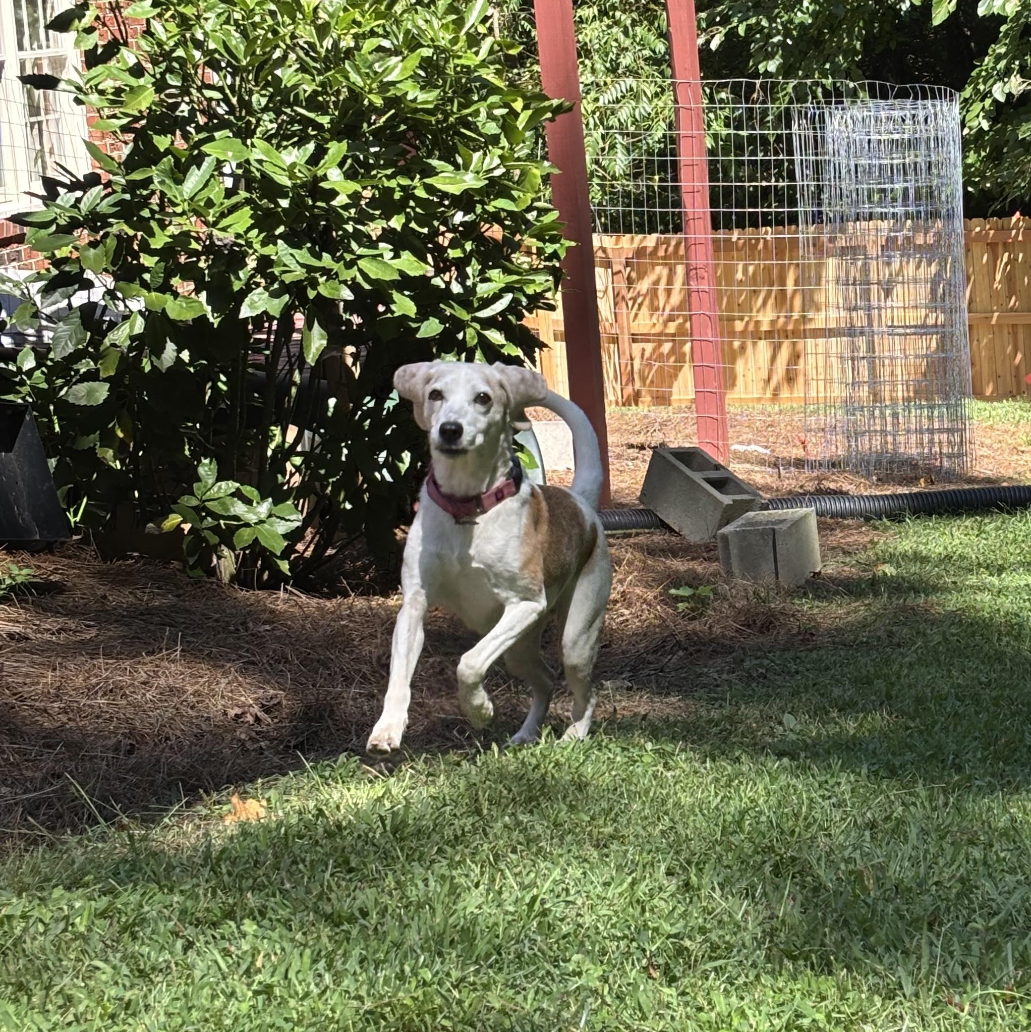 Enlarge Opal, a Adoptable mixed breed in Greensboro, NC image 4/6