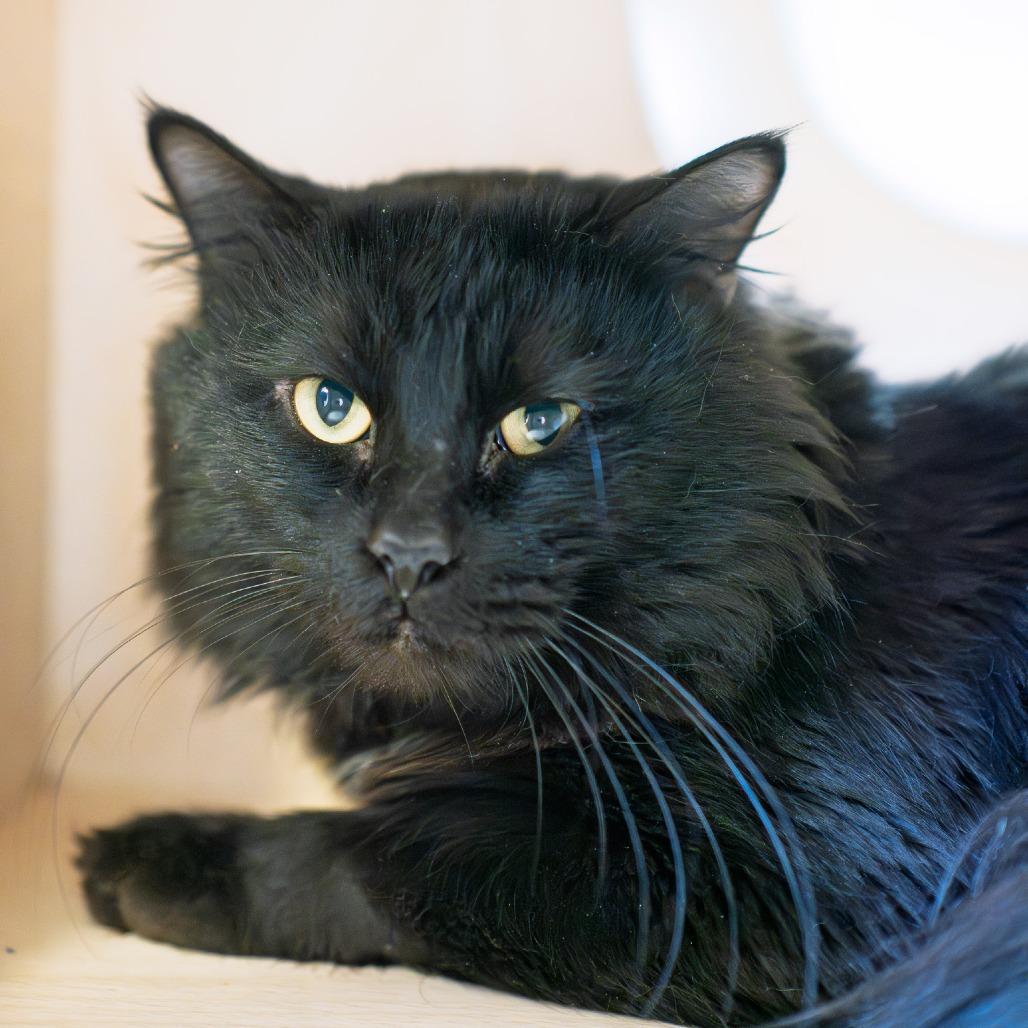Enlarge Spider Cat, a Adoptable Domestic Long Hair in Albuquerque, NM image 1/3