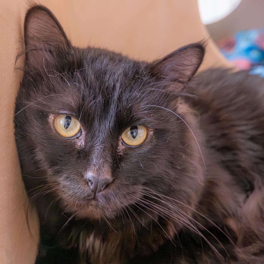 Enlarge Spider Cat, a Adoptable Domestic Long Hair in Albuquerque, NM image 2/3