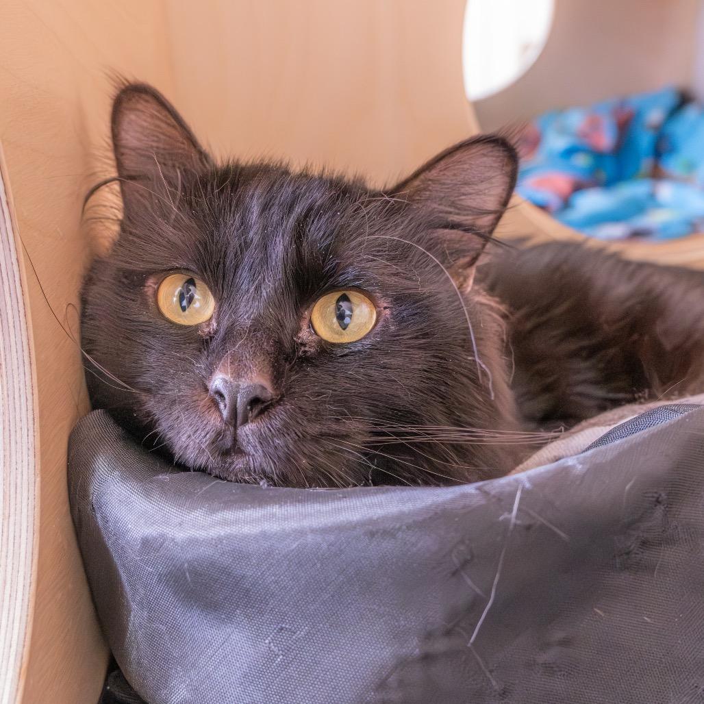 Enlarge Spider Cat, a Adoptable Domestic Long Hair in Albuquerque, NM image 3/3