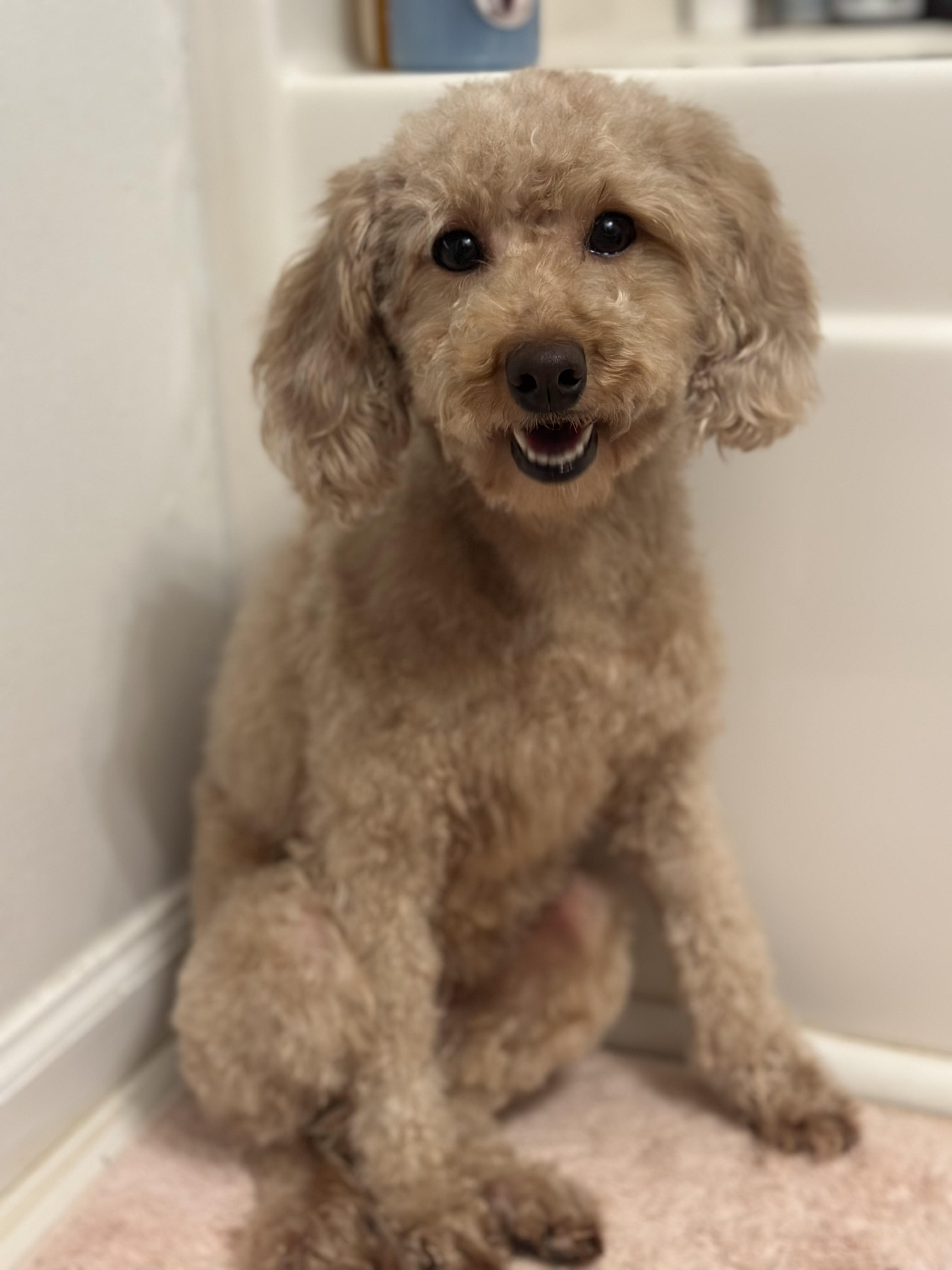 Enlarge Thalia, a ADOPTABLE Miniature Poodle in Atlanta, GA image 4/4