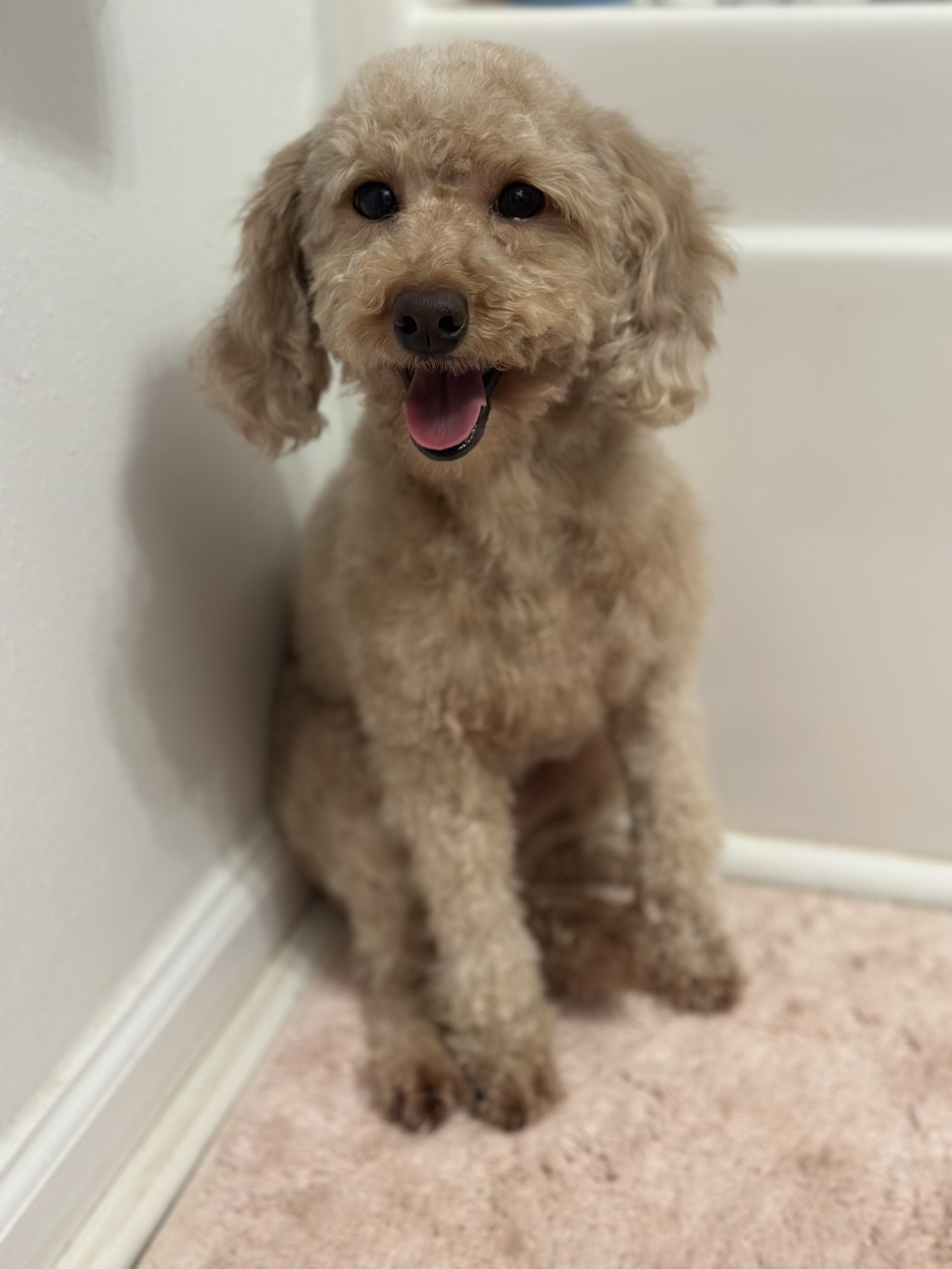 Thalia, ADOPTABLE, Adult Female Miniature Poodle.