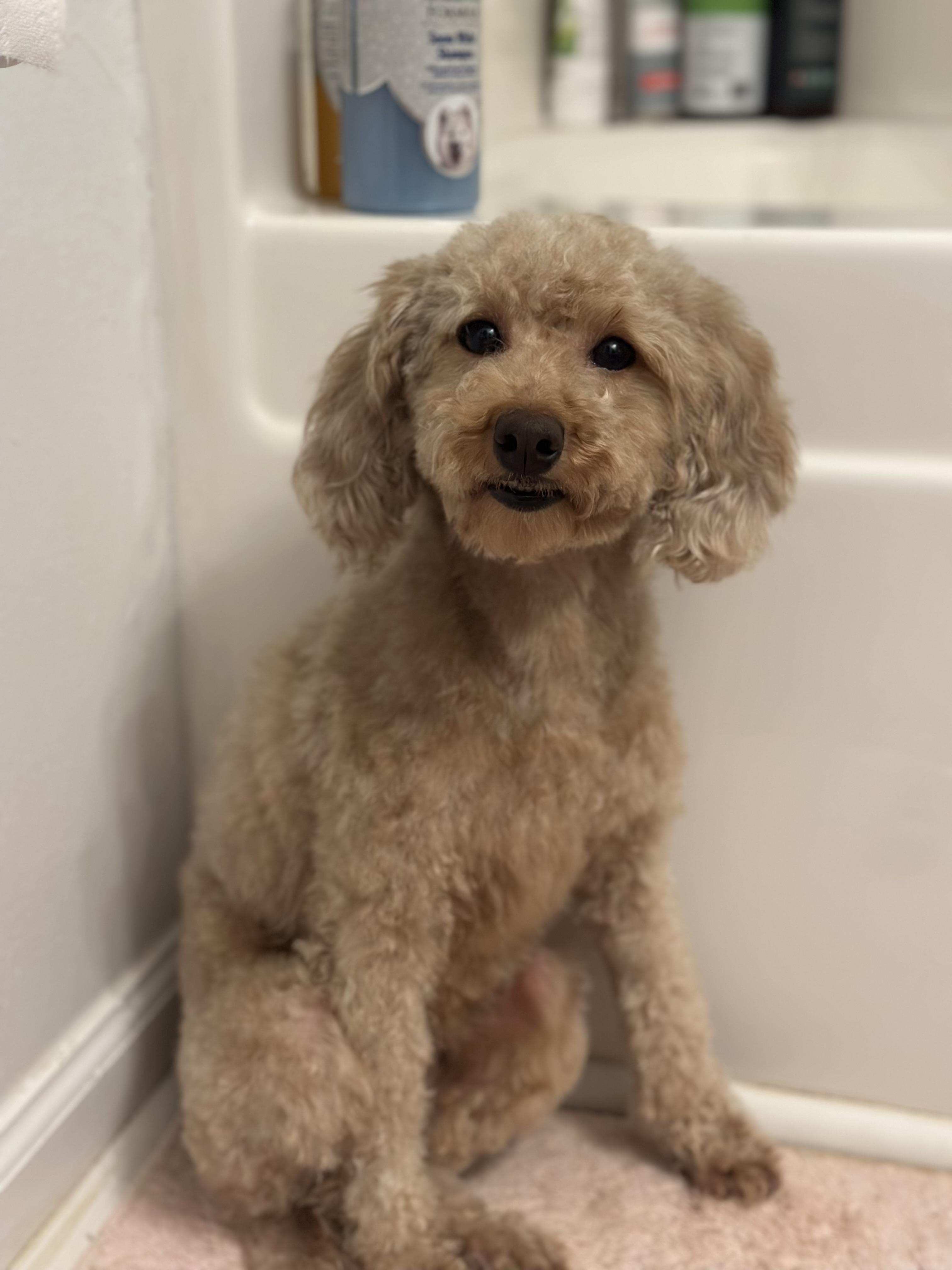 Enlarge Thalia, a ADOPTABLE Miniature Poodle in Atlanta, GA image 2/4