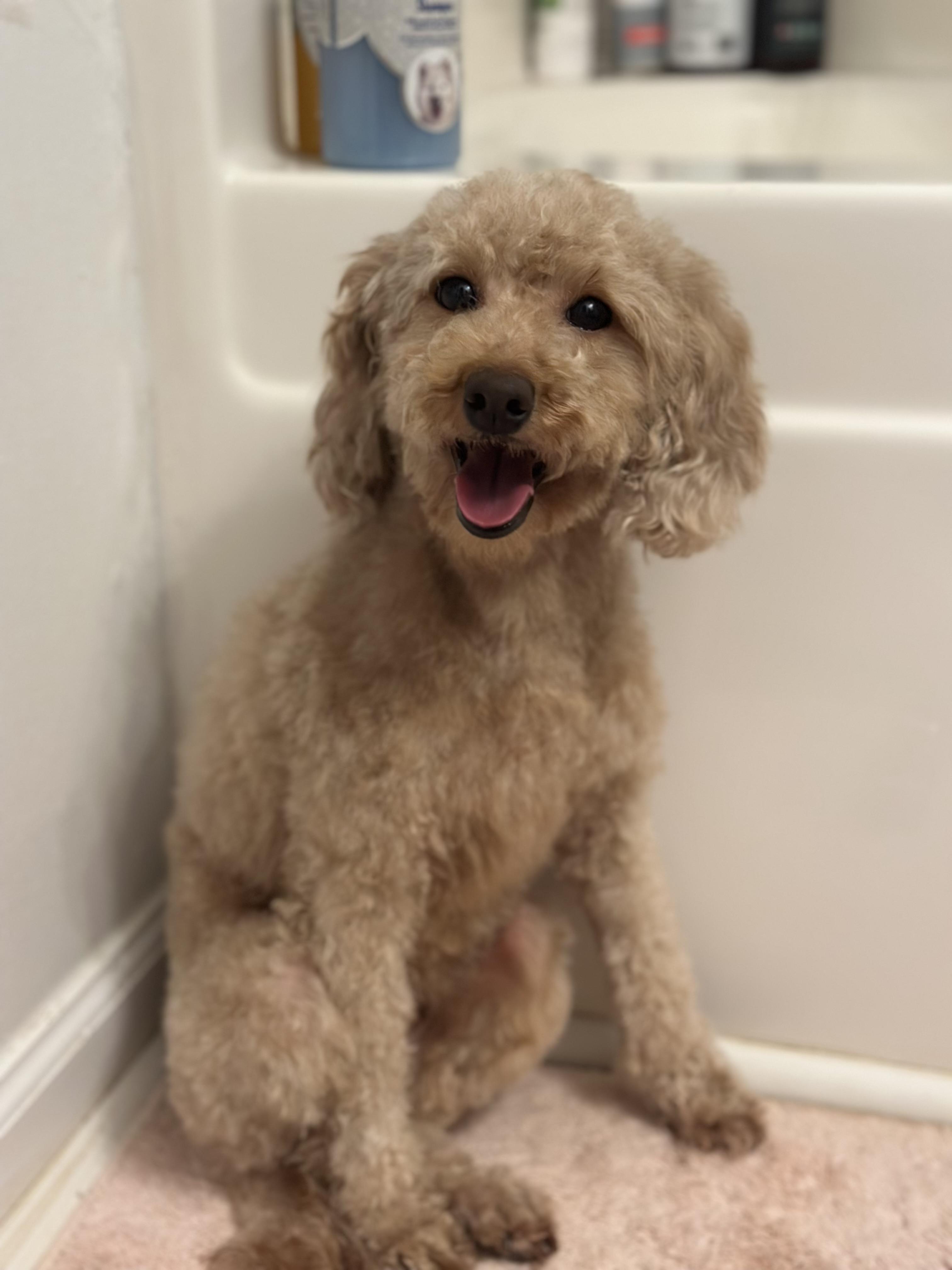 Enlarge Thalia, a ADOPTABLE Miniature Poodle in Atlanta, GA image 3/4