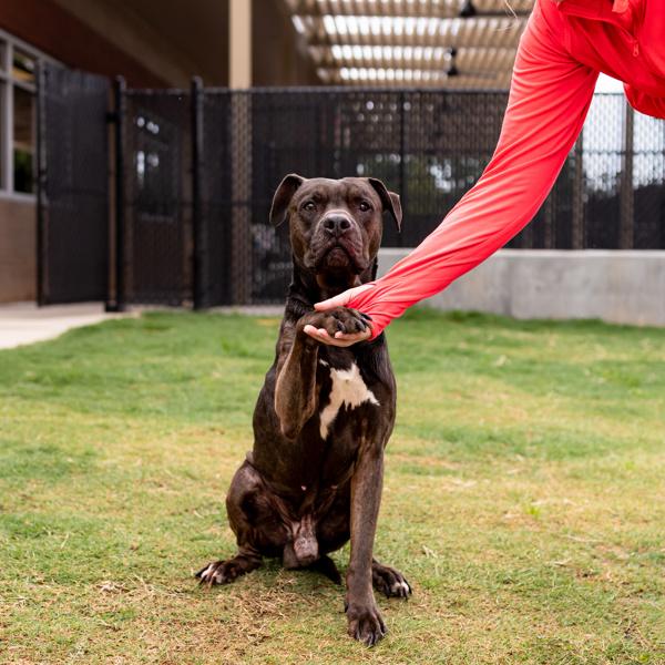 Pen 160c Old Man Harold, Adoptable, Adult Male Pit Bull Terrier.