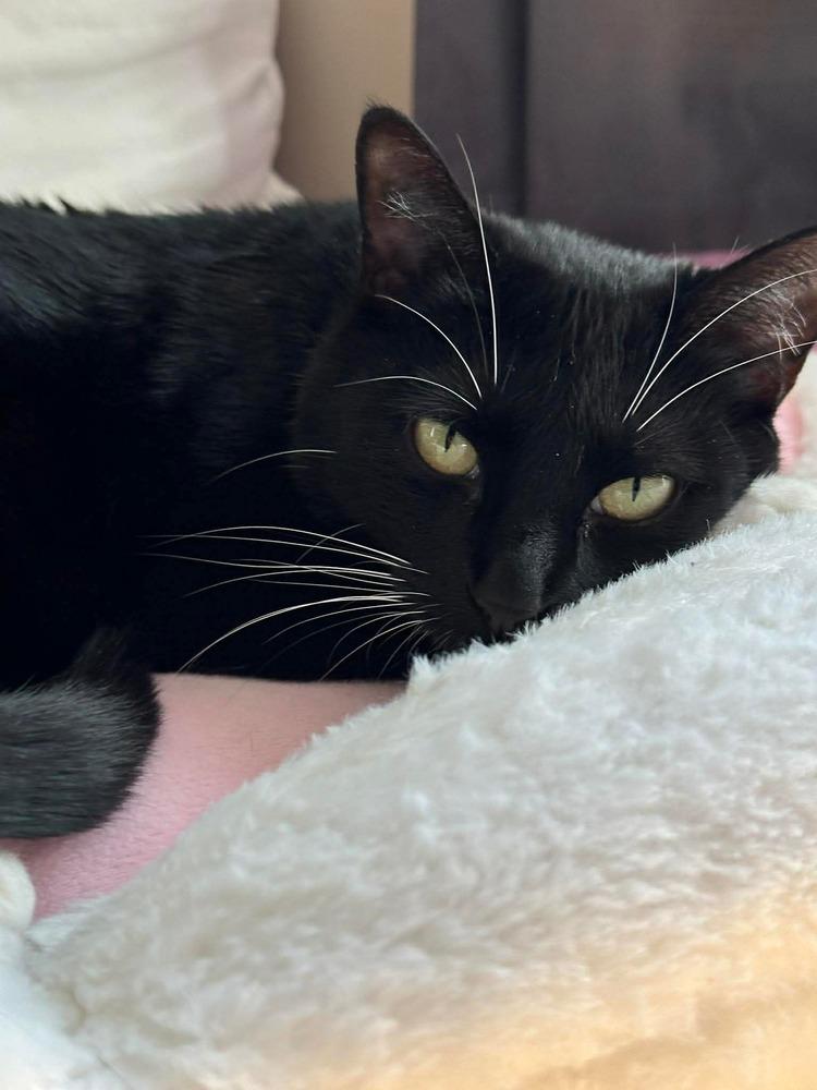 Jelly, a Adoptable Domestic Short Hair in Groveland, MA image 1/6