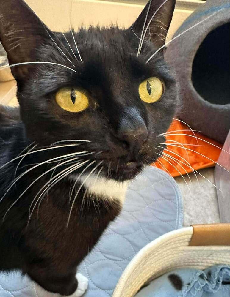 Jelly, Adoptable, Adult Female Domestic Short Hair.