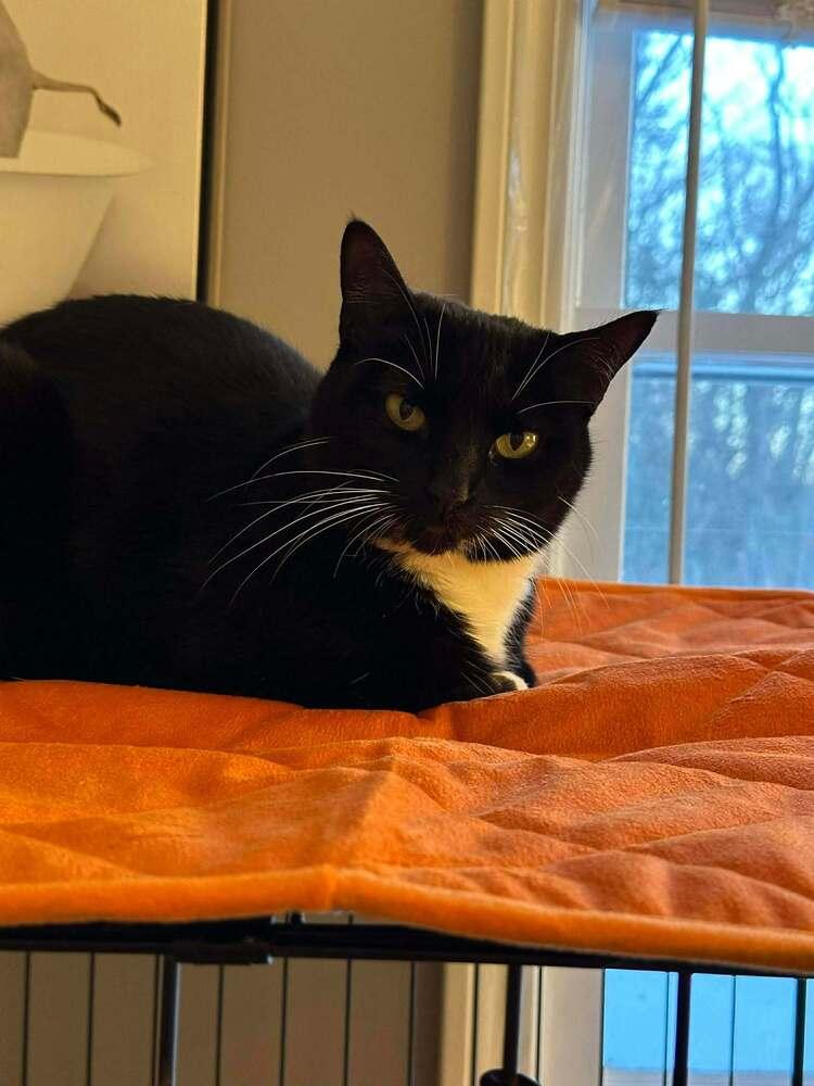 Enlarge Jelly, a Adoptable Domestic Short Hair in Groveland, MA image 2/3