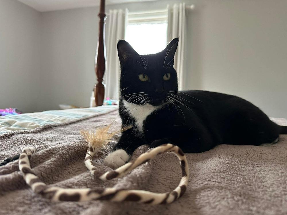 Jelly, a Adoptable Domestic Short Hair in Groveland, MA image 4/6