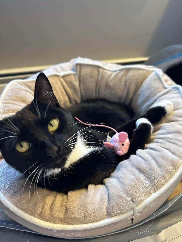 Enlarge Jelly, a Adoptable Domestic Short Hair in Groveland, MA image 3/3