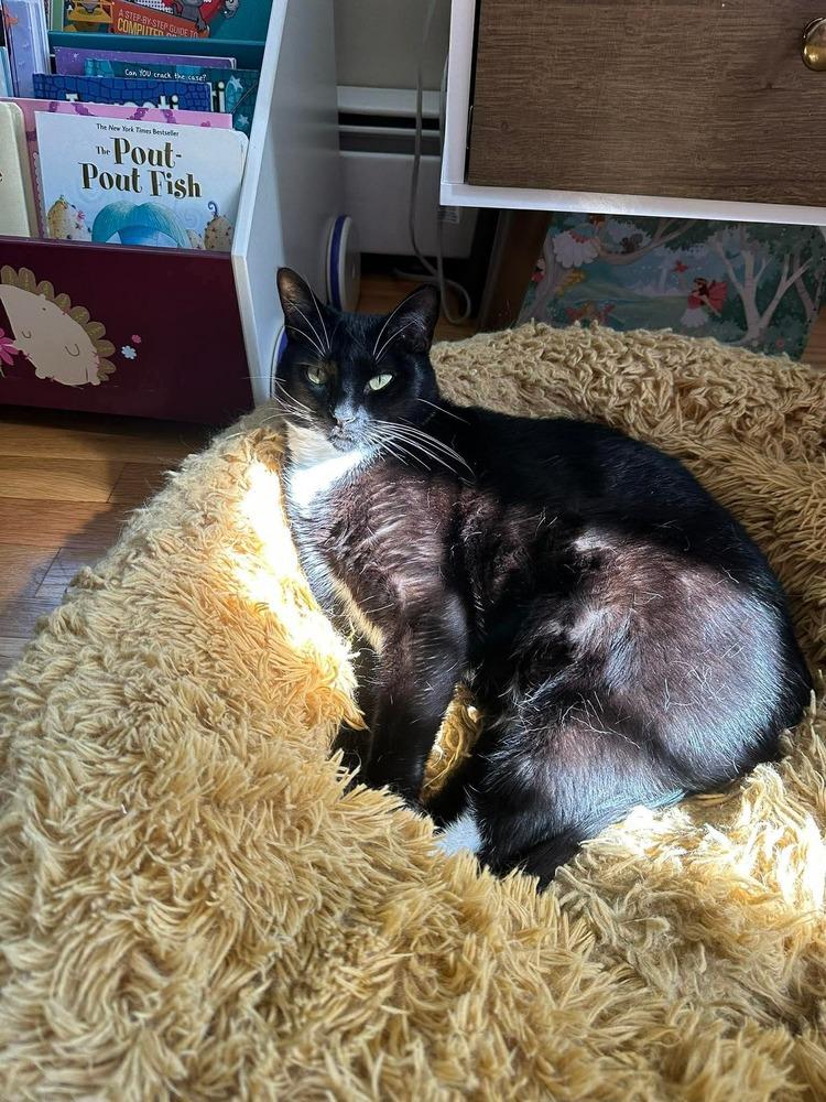 Jelly, a Adoptable Domestic Short Hair in Groveland, MA image 6/6