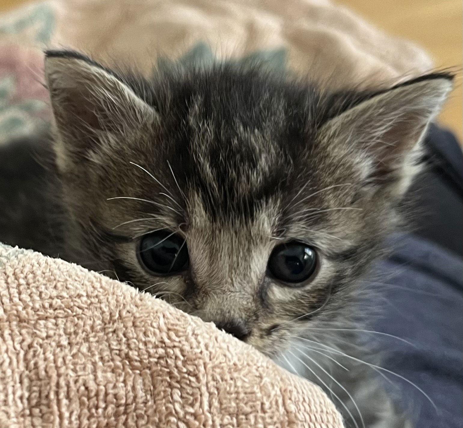 Dylan, Adopted, Kitten Female Domestic Short Hair & Tabby.