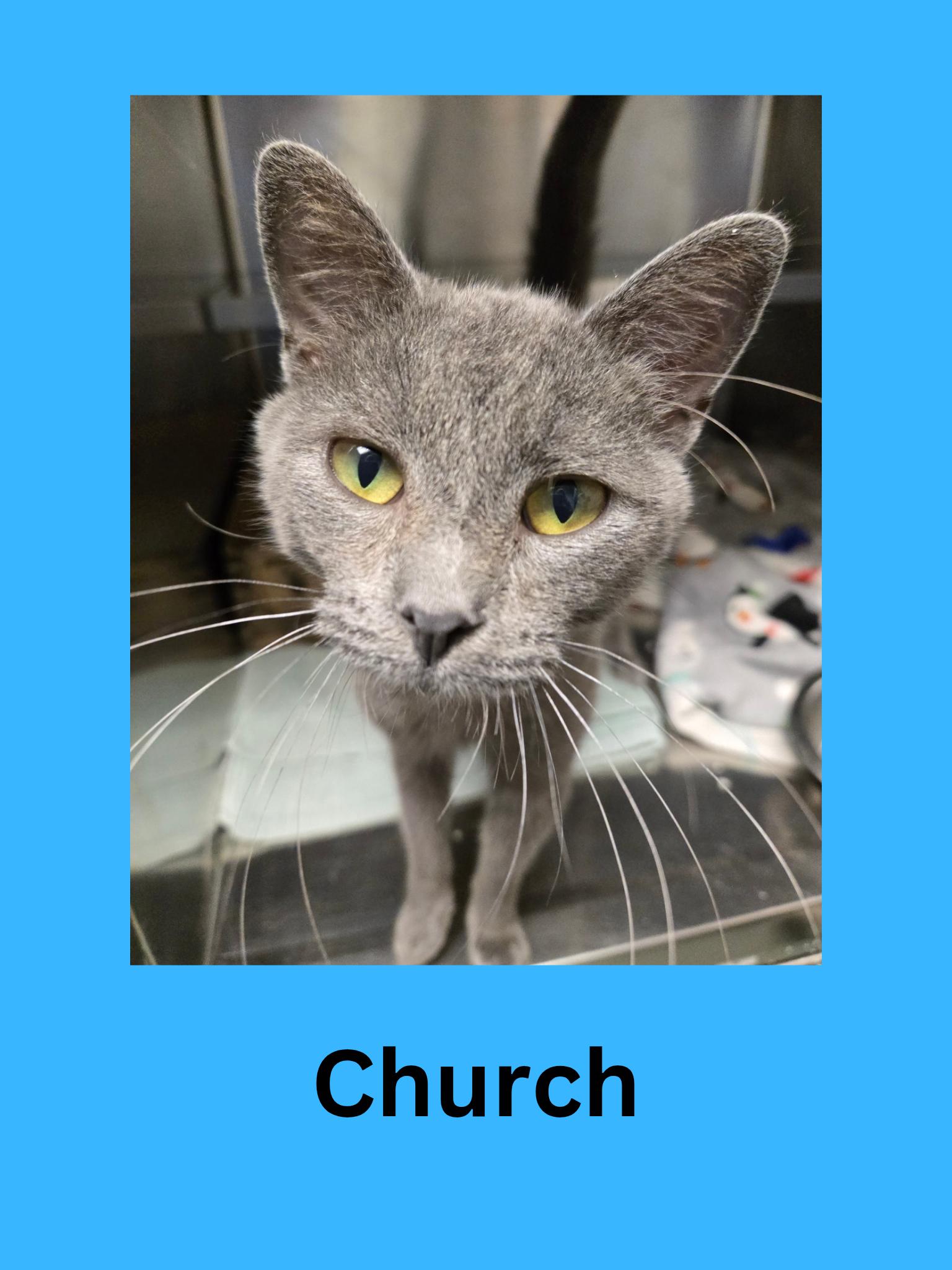 Church, Adult Male Domestic Short Hair