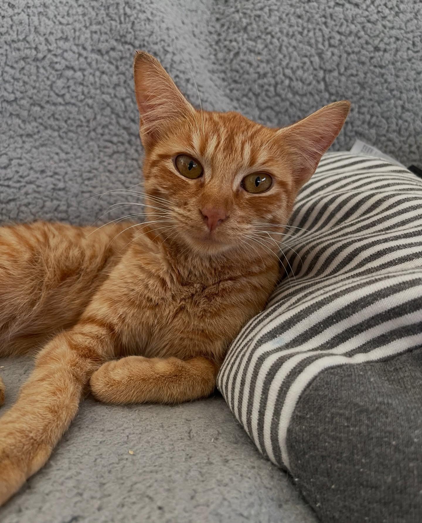 Sally, an adopted Domestic Short Hair in Honolulu, HI image 2/6