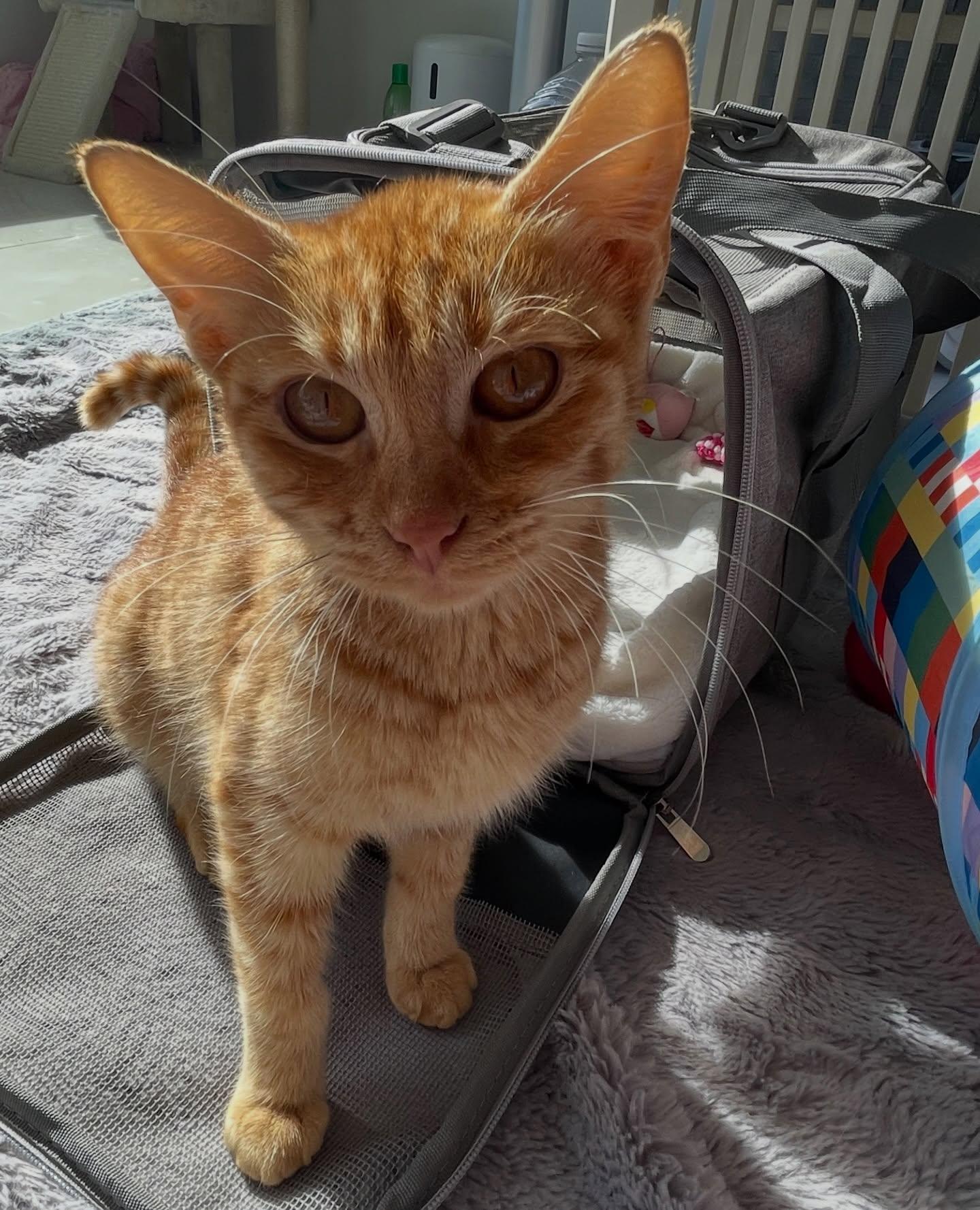 Sally, an adopted Domestic Short Hair in Honolulu, HI image 3/6