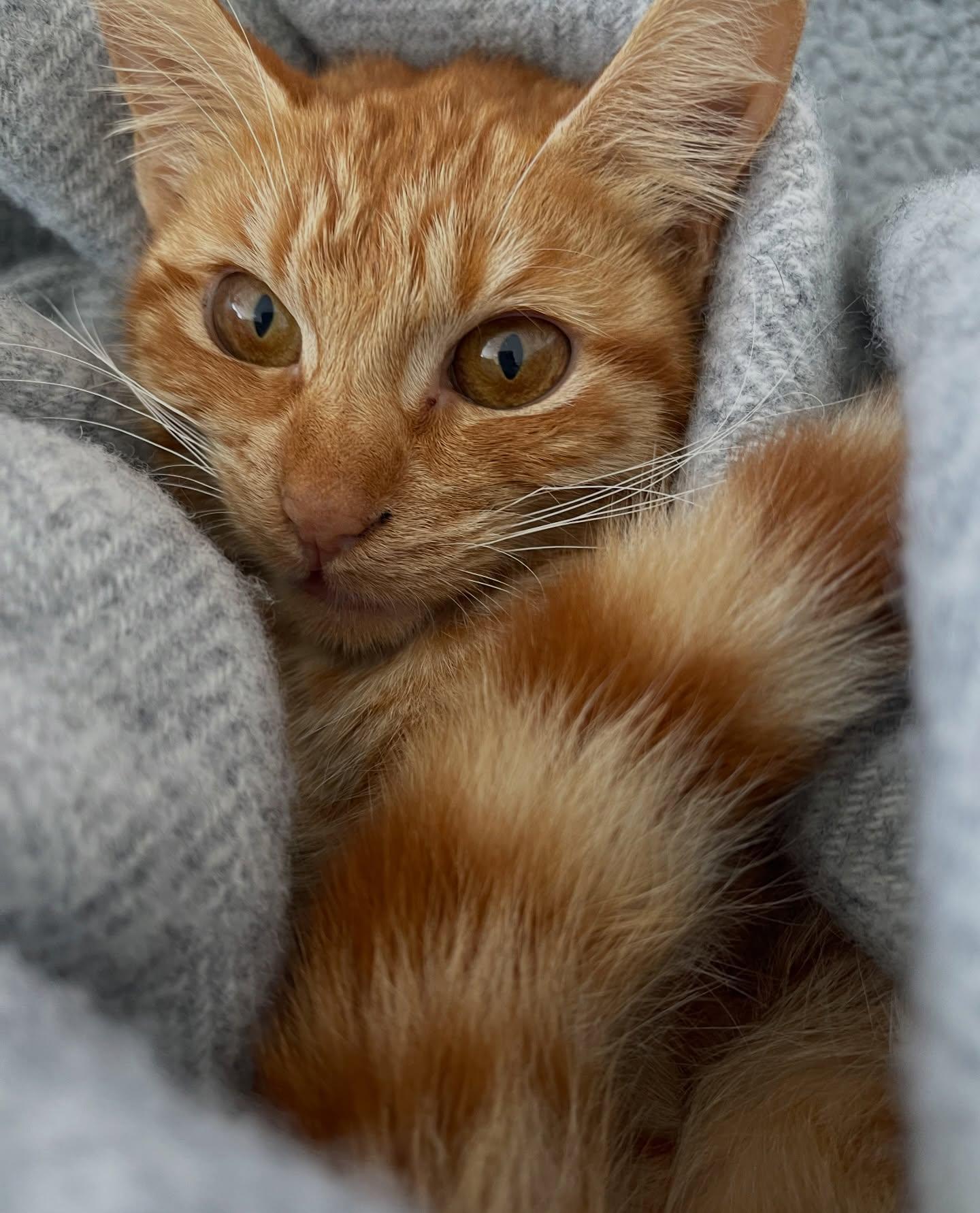 Sally, an adopted Domestic Short Hair in Honolulu, HI image 5/6