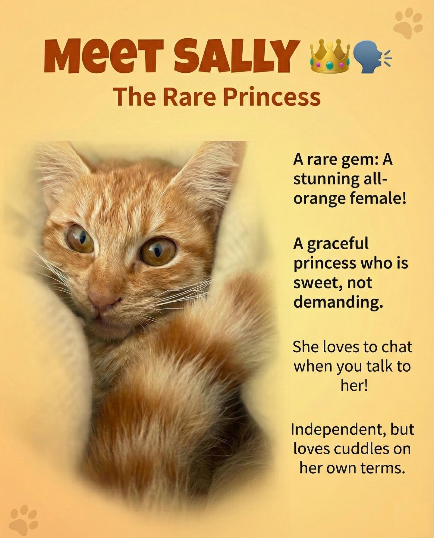 Sally, an adopted Domestic Short Hair in Honolulu, HI image 1/6