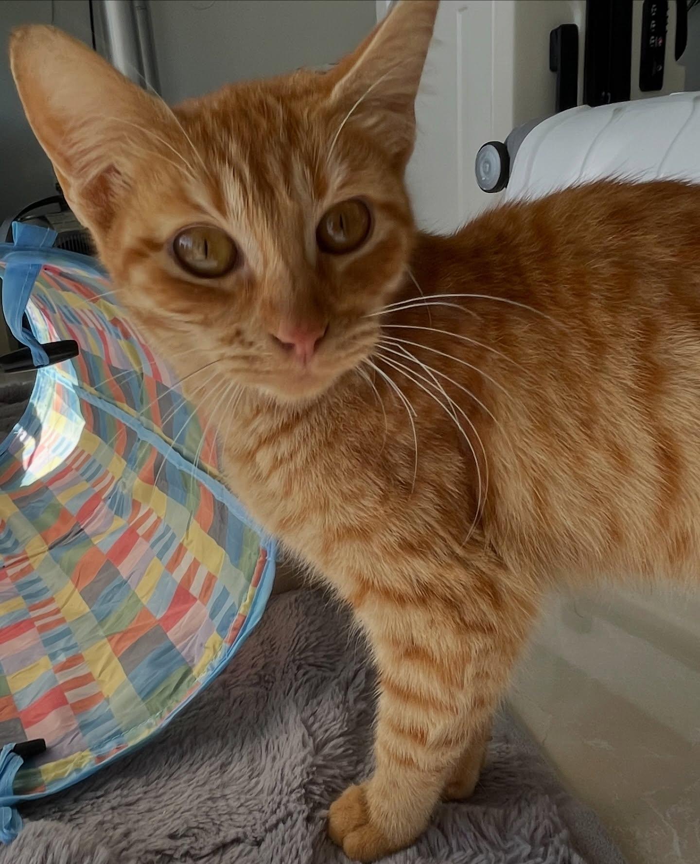 Sally, an adopted Domestic Short Hair in Honolulu, HI image 4/6