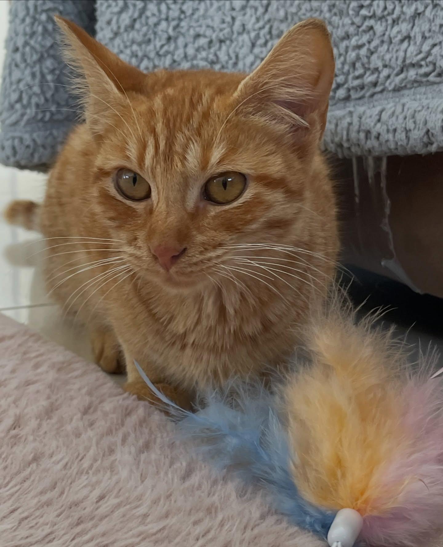 Sally, an adopted Domestic Short Hair in Honolulu, HI image 6/6