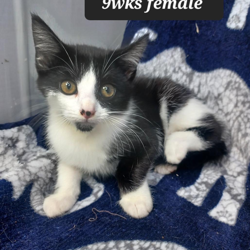 Enlarge Autumn, a Adoptable Domestic Short Hair in New Tazewell, TN image 1/2