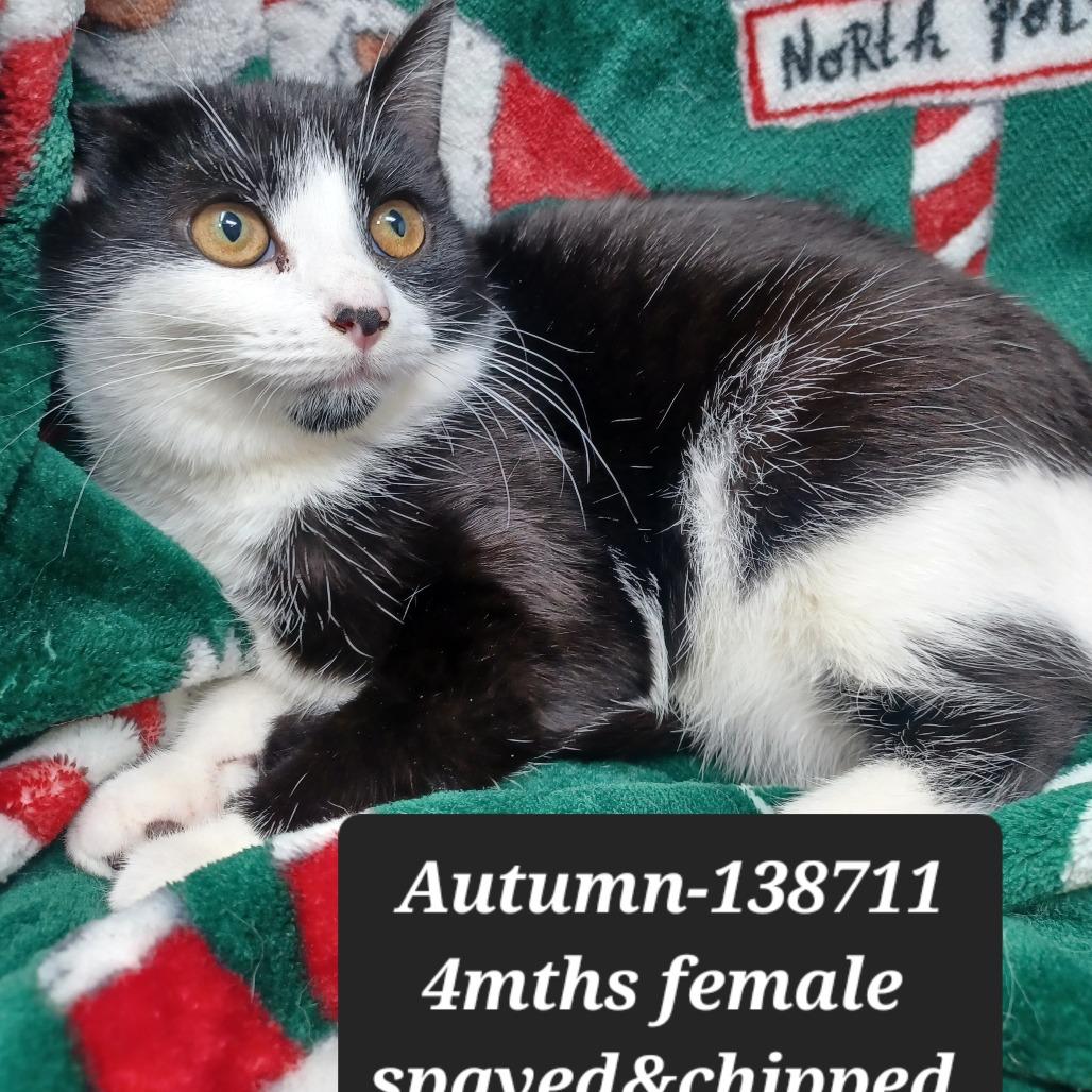 Enlarge Autumn, a Adoptable Domestic Short Hair in New Tazewell, TN image 2/2