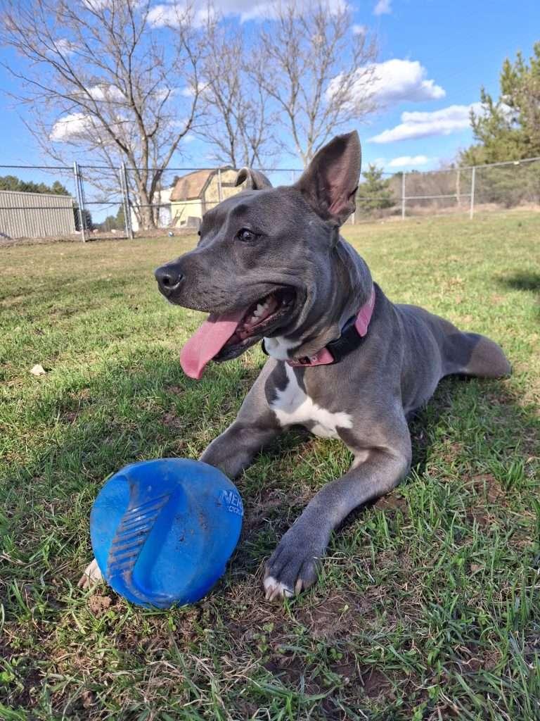 OTTO, a ADOPTABLE mixed breed in Ironwood, MI image 1/5