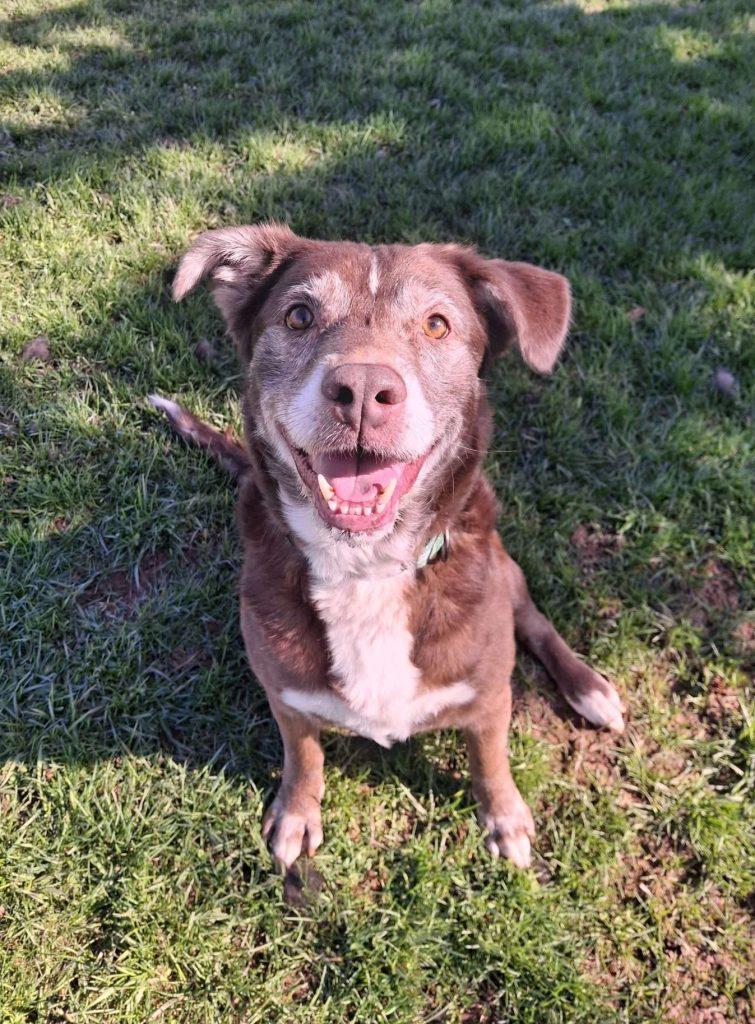 OTTO, ADOPTABLE, Senior Male Labrador Retriever.