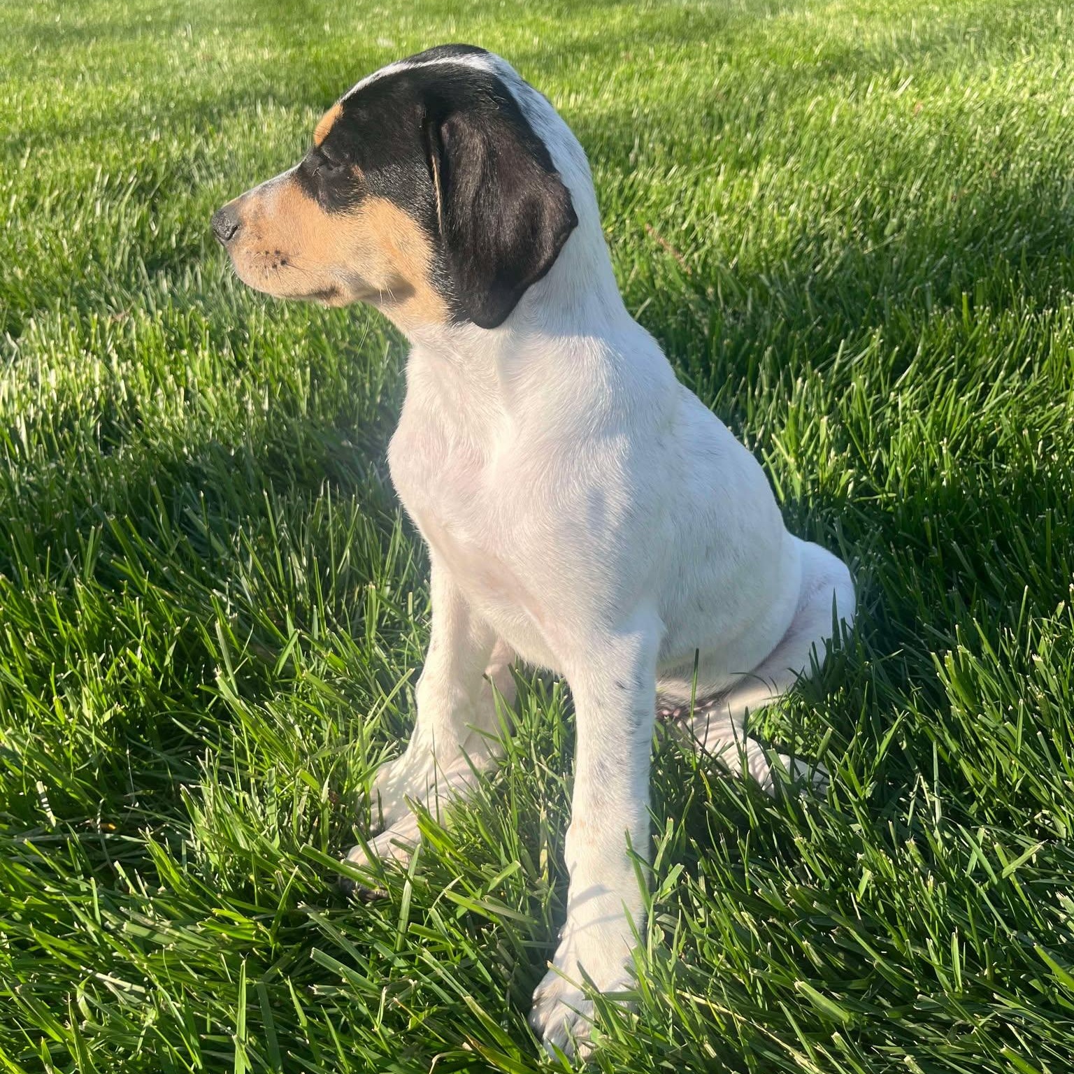Lovie, Adoptable, Puppy Female Cattle Dog.