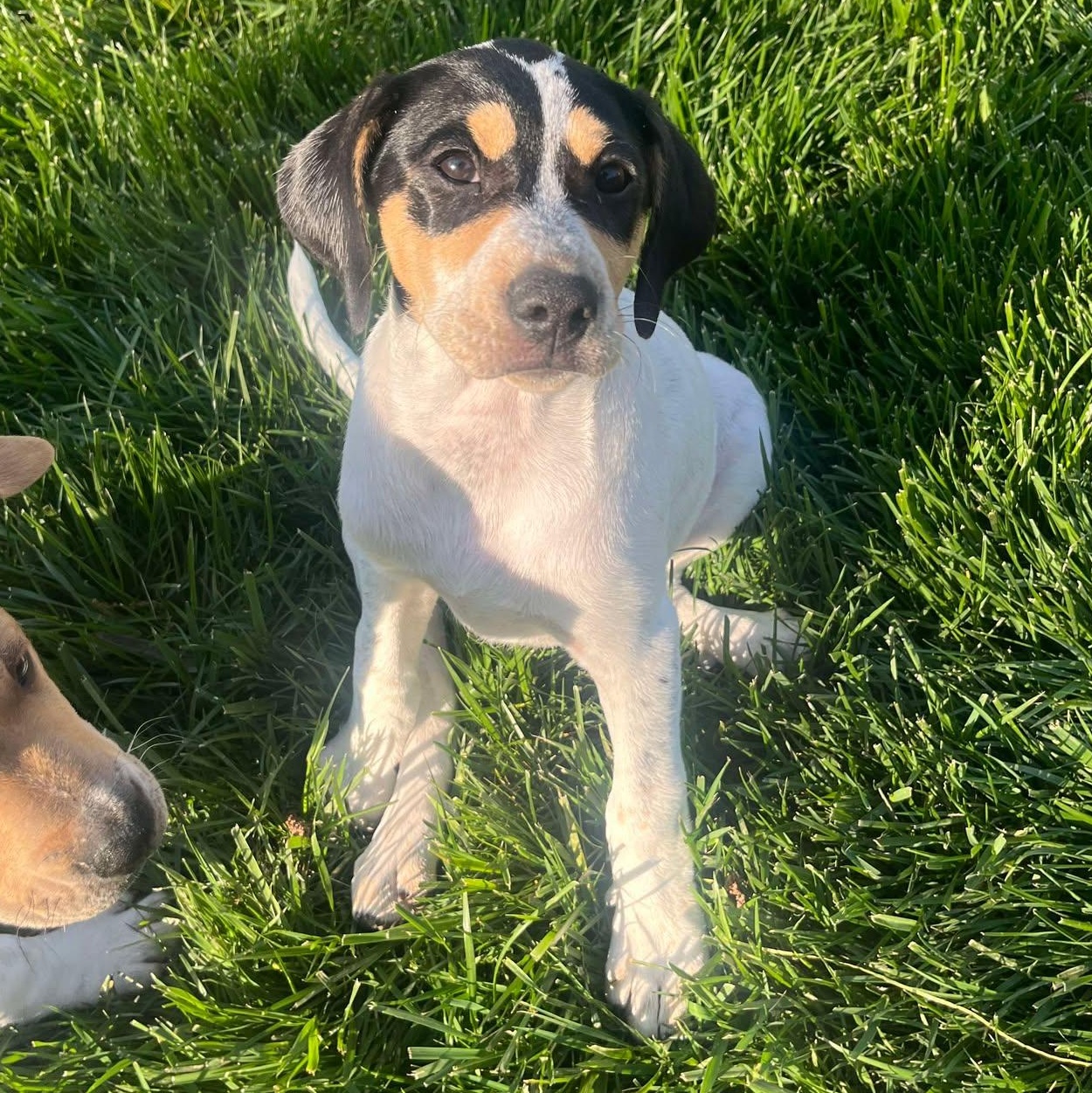 Lovie, Adoptable, Young Female Cattle Dog & Hound.