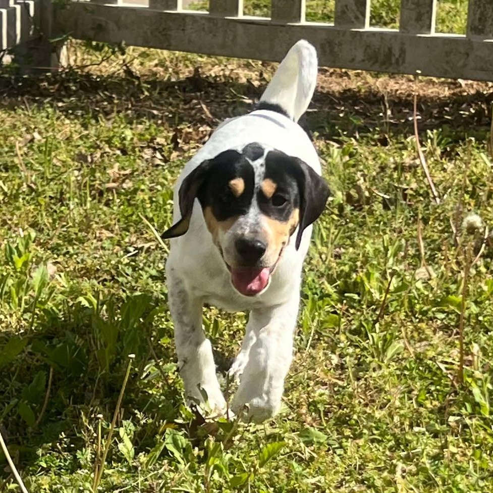 Enlarge Lovie, a Adoptable mixed breed in Murray, KY image 3/6
