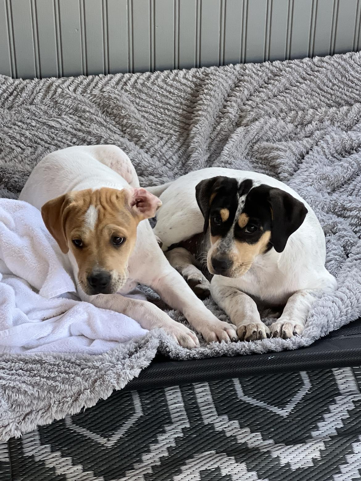 Enlarge Lovie, a Adoptable mixed breed in Murray, KY image 4/6