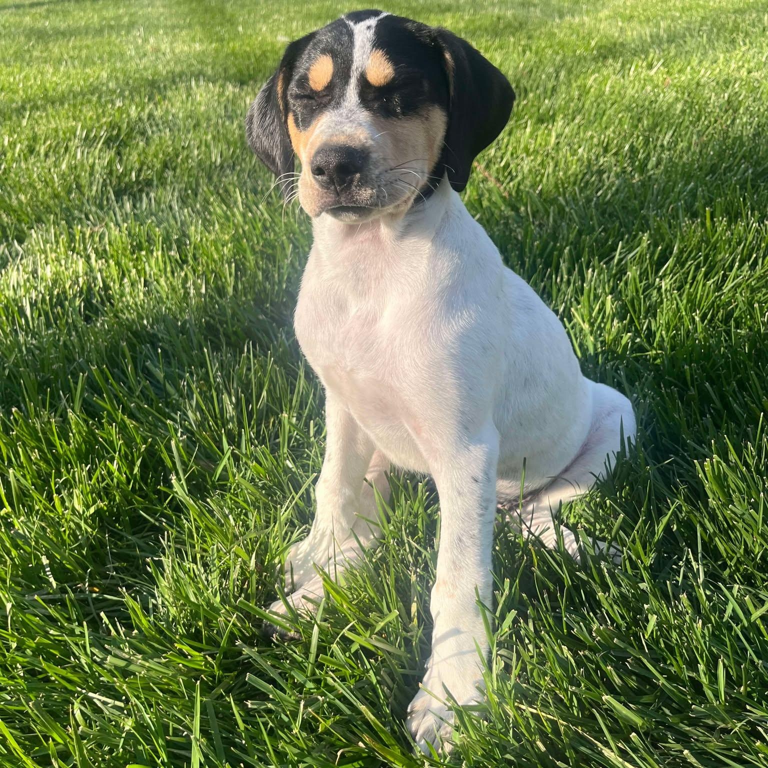 Enlarge Lovie, a Adoptable mixed breed in Murray, KY image 2/6