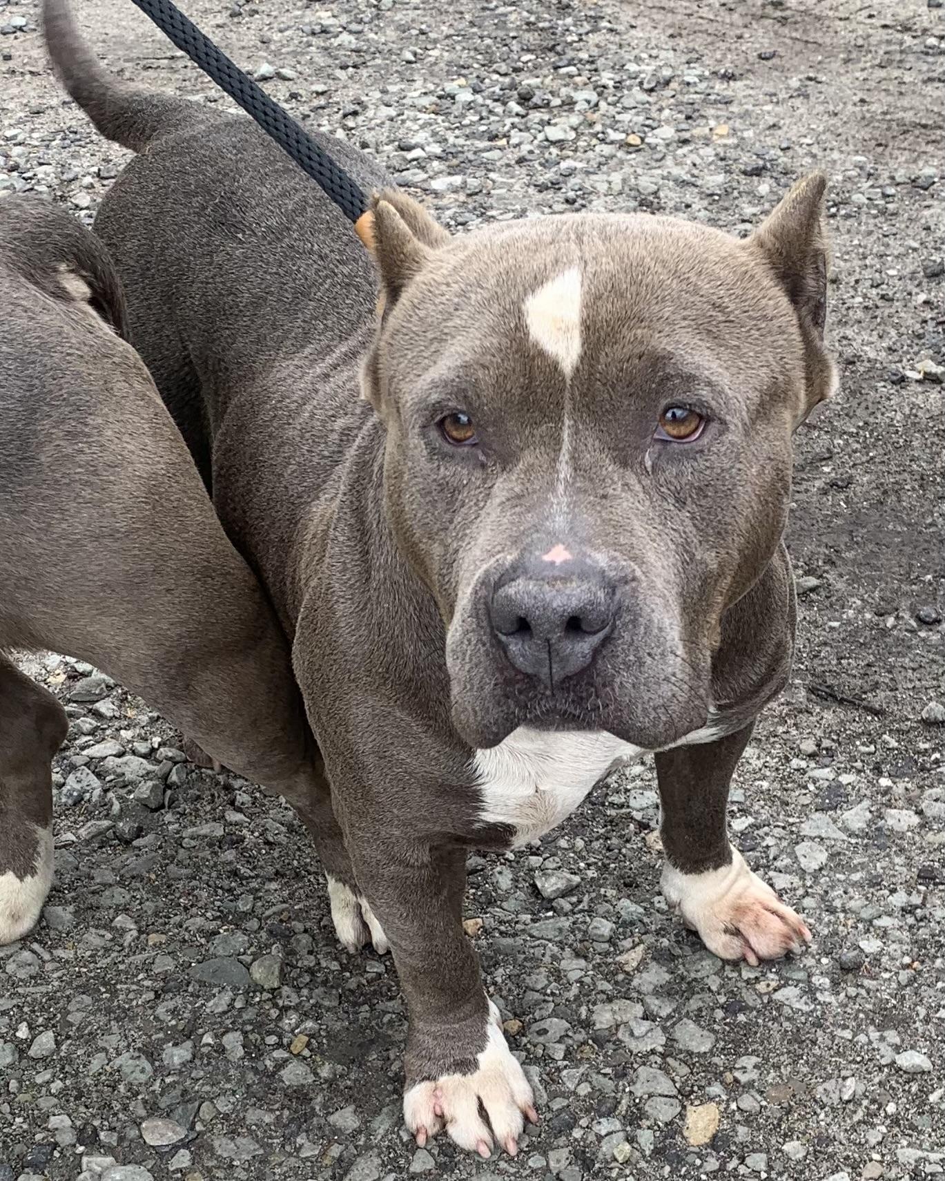 Minnie, a ADOPTABLE mixed breed in McKeesport, PA image 2/6