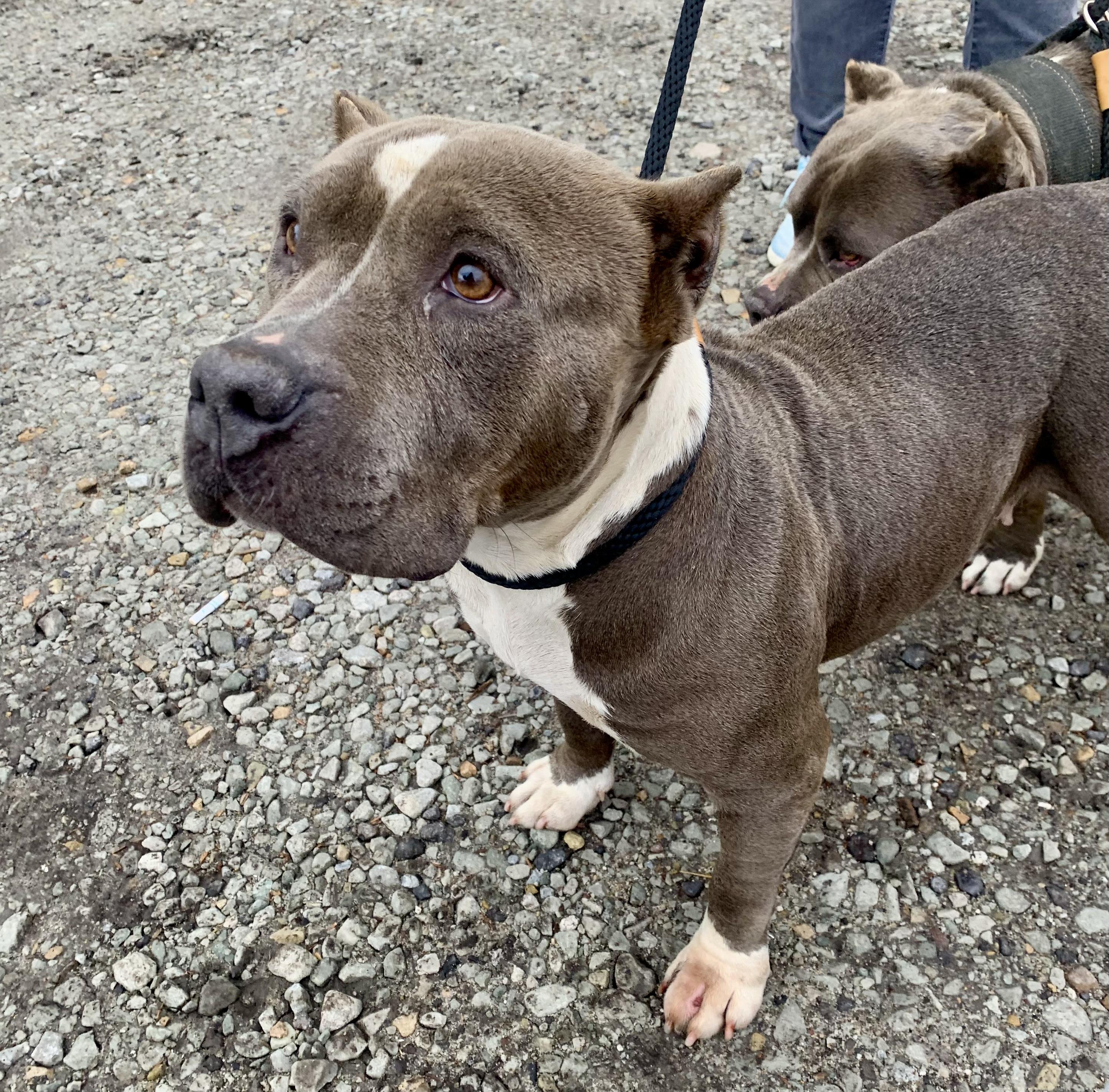 Minnie, a ADOPTABLE mixed breed in McKeesport, PA image 6/6
