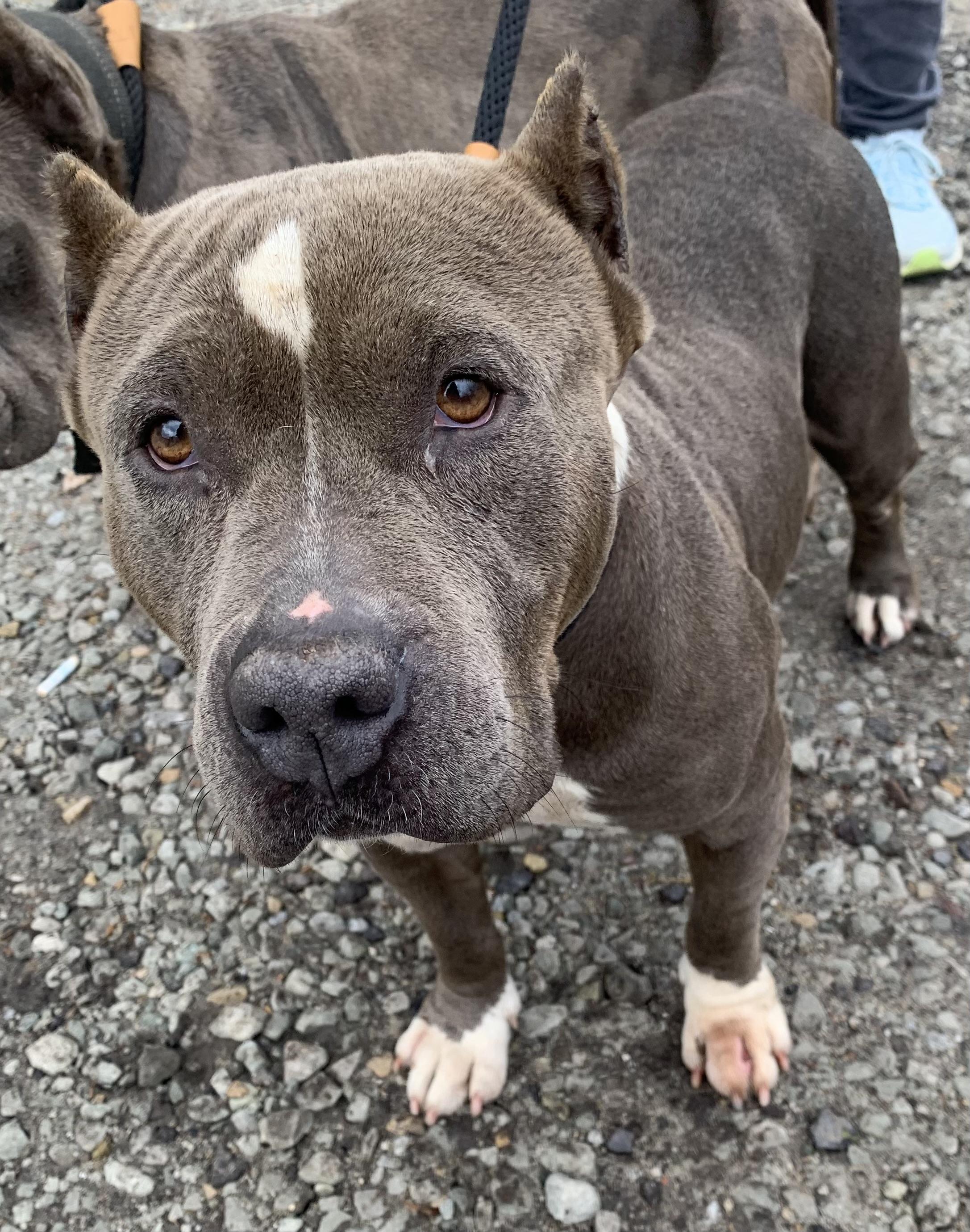 Minnie, a ADOPTABLE mixed breed in McKeesport, PA image 4/6