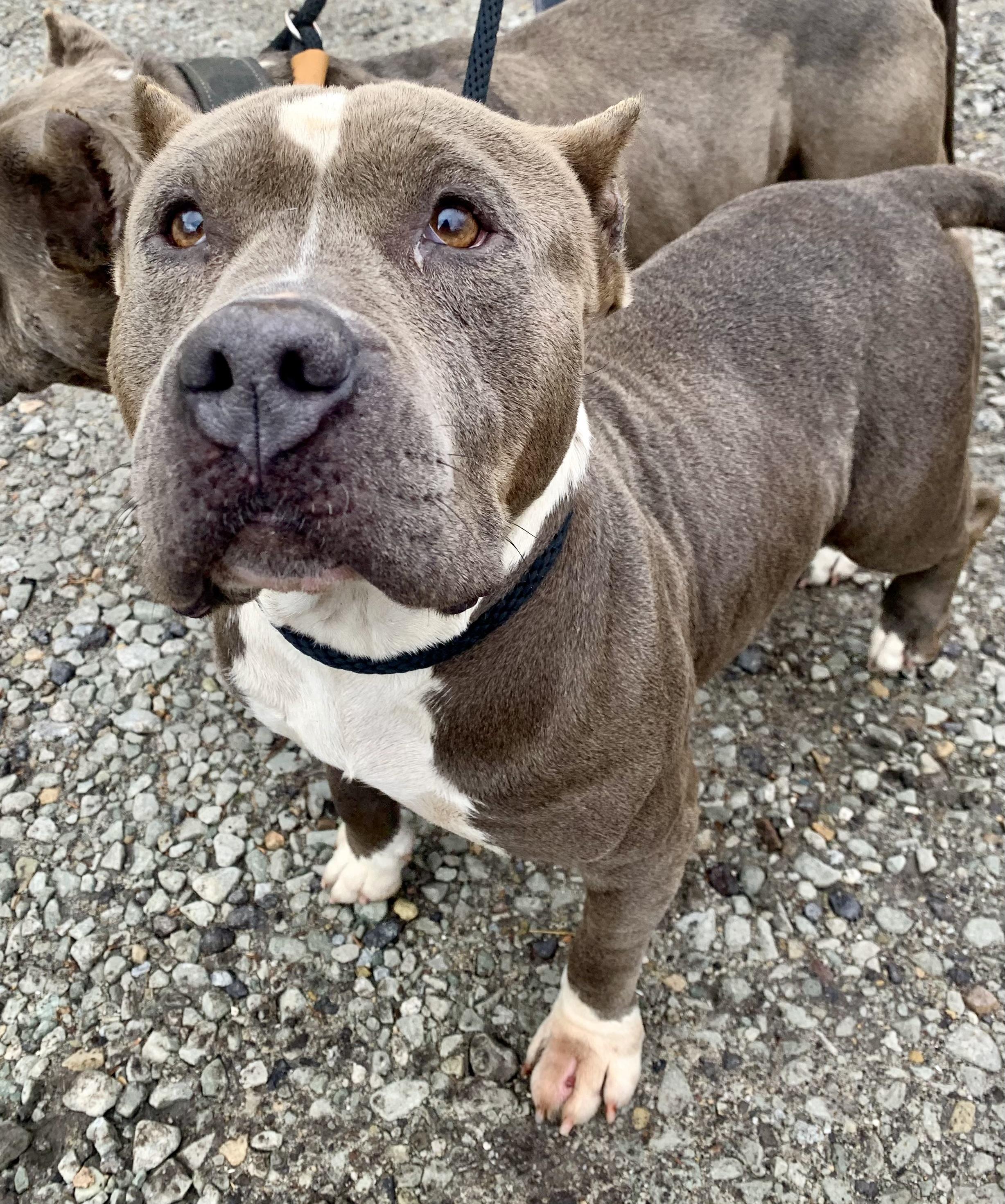 Minnie, a ADOPTABLE mixed breed in McKeesport, PA image 5/6