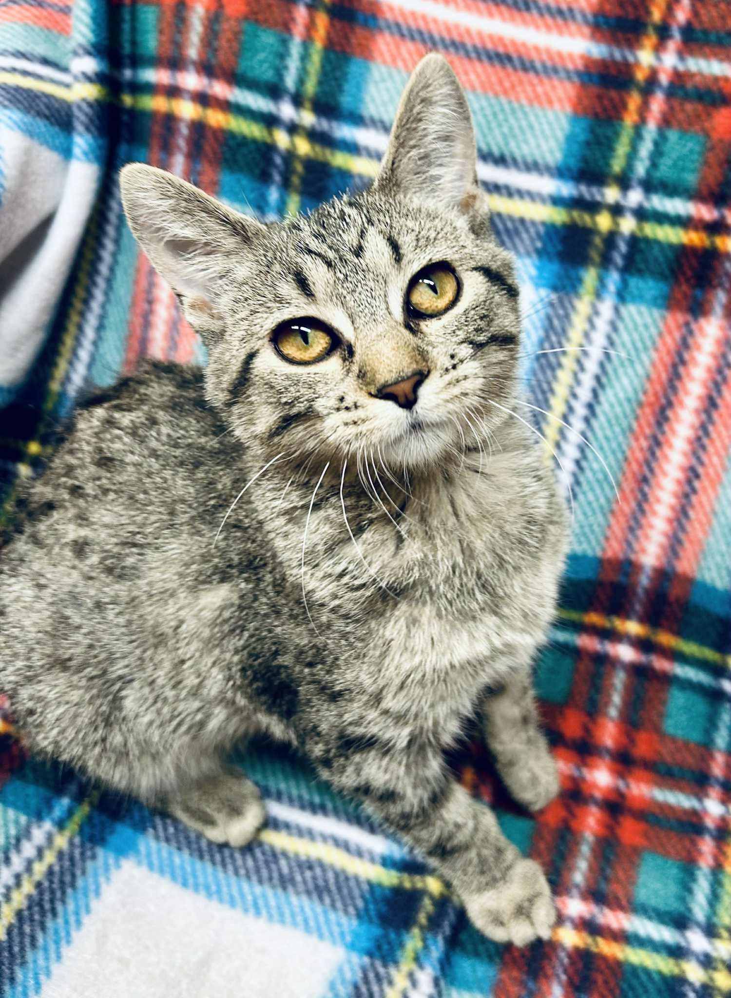 Holly , ADOPTABLE, Young Female Domestic Short Hair.