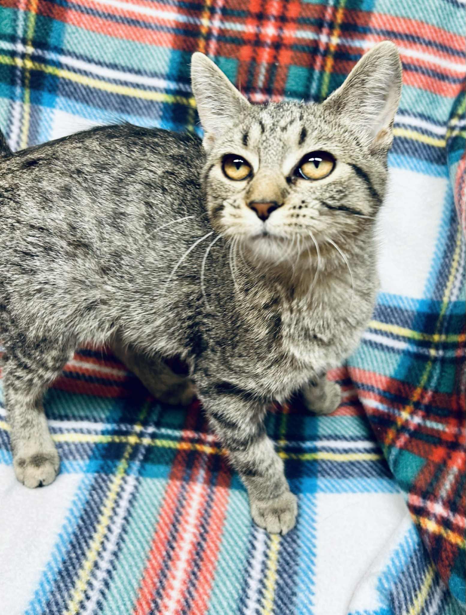 Enlarge Holly , a ADOPTABLE Domestic Short Hair in Alexandria, MN image 2/2