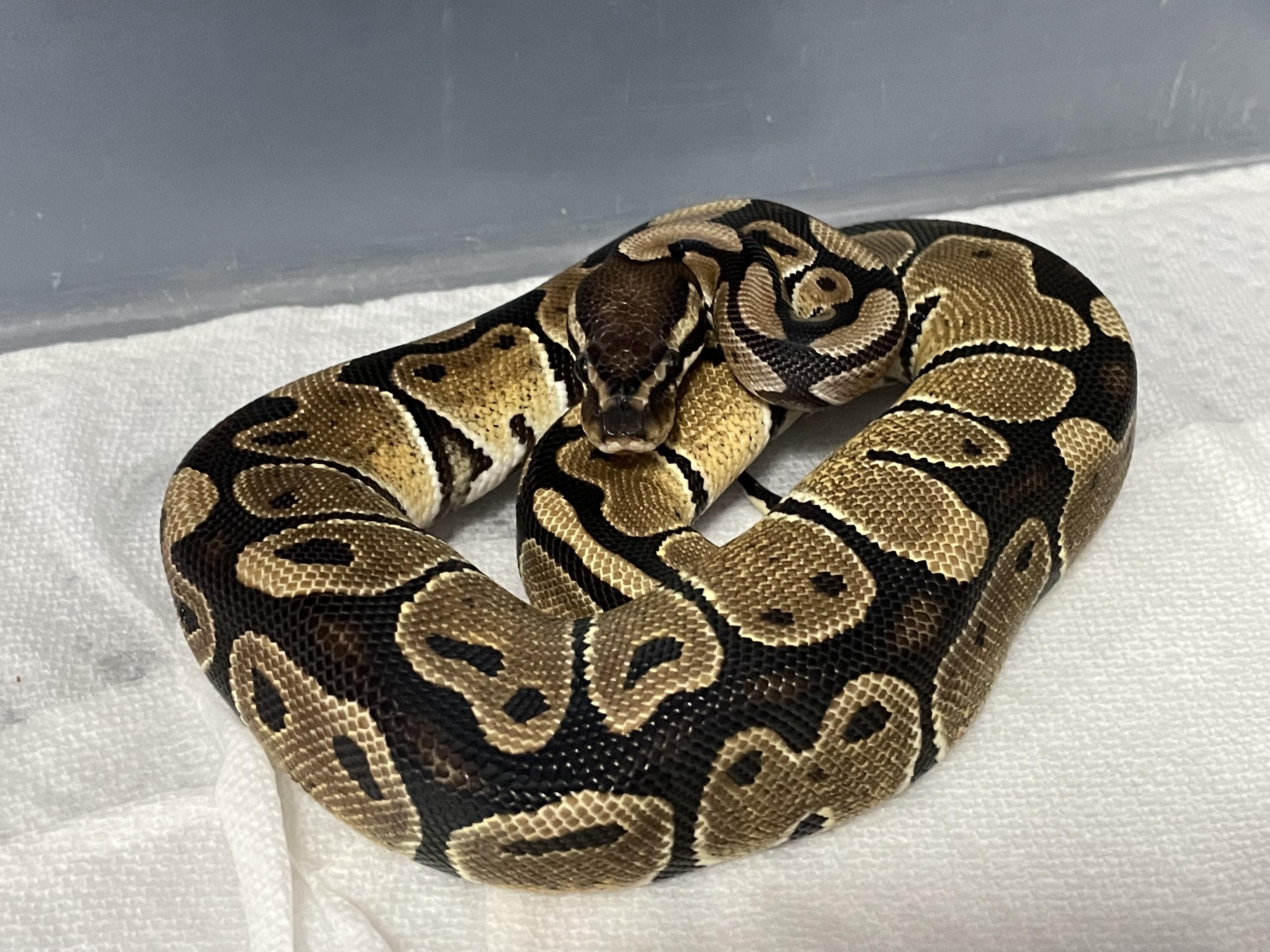 Mattis, Adoptable, Young Male Ball Python.