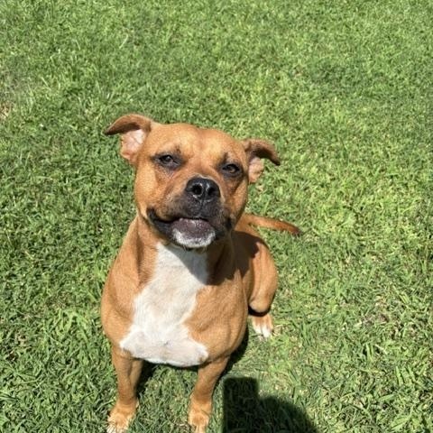 Enlarge Laffy, a ADOPTABLE mixed breed in Dinwiddie, VA image 3/3