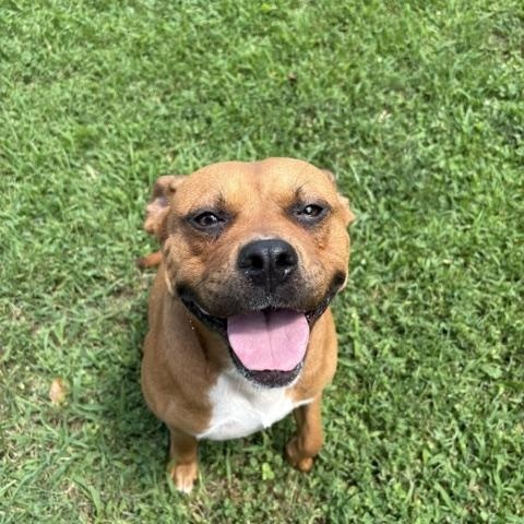 Laffy, ADOPTABLE, Young Female Pit Bull Terrier.