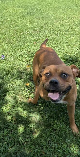 Enlarge Laffy, a ADOPTABLE mixed breed in Dinwiddie, VA image 2/3